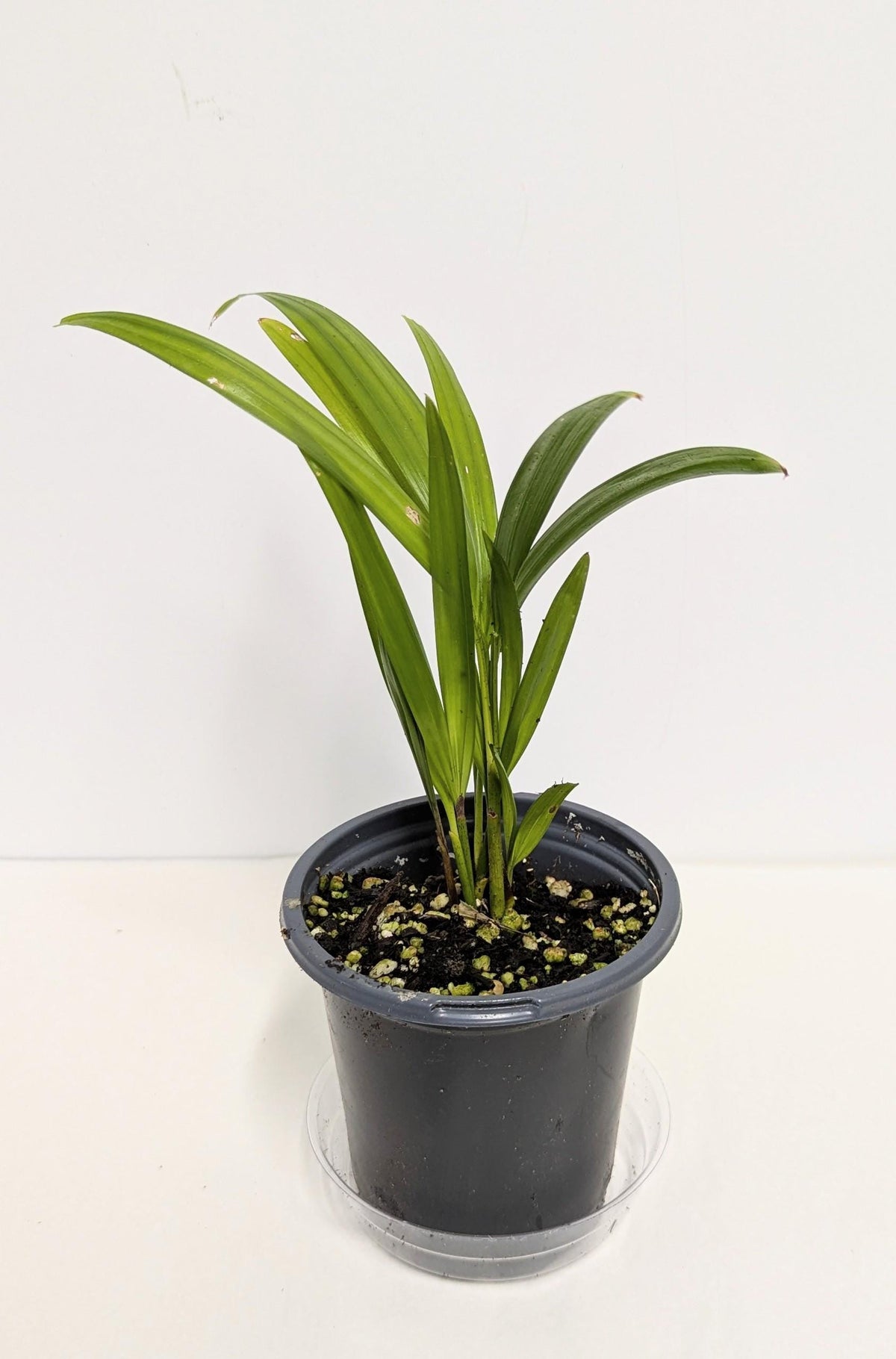 Organic Areca Palm Seedling: Air Filtering Houseplant (2 inch pot). No shipping to CA.