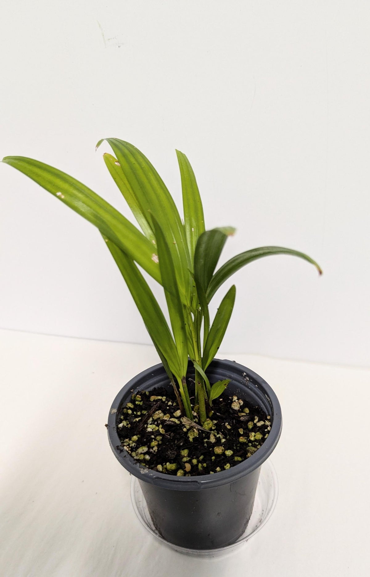 Organic Areca Palm Seedling: Air Filtering Houseplant (2 inch pot). No shipping to CA.