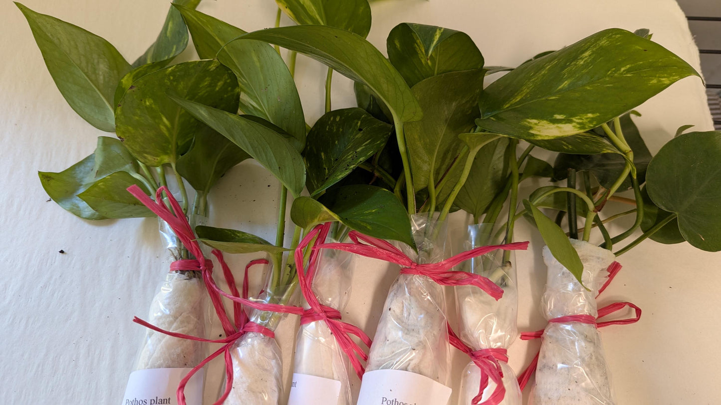 Pothos Cuttings - Golden Starter Plant