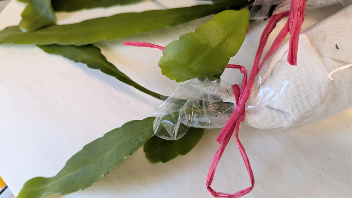 Cereus Queen of the night  unrooted cutting with Care guide and plant food.