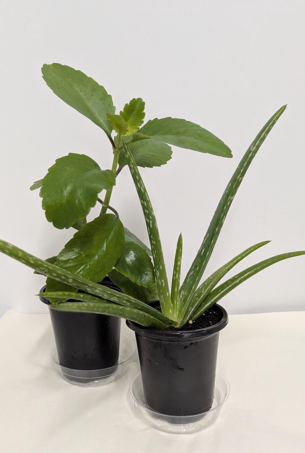 Organic Kalanchoe pinnata & Aloe Plant Duo - 4 Inch Pot