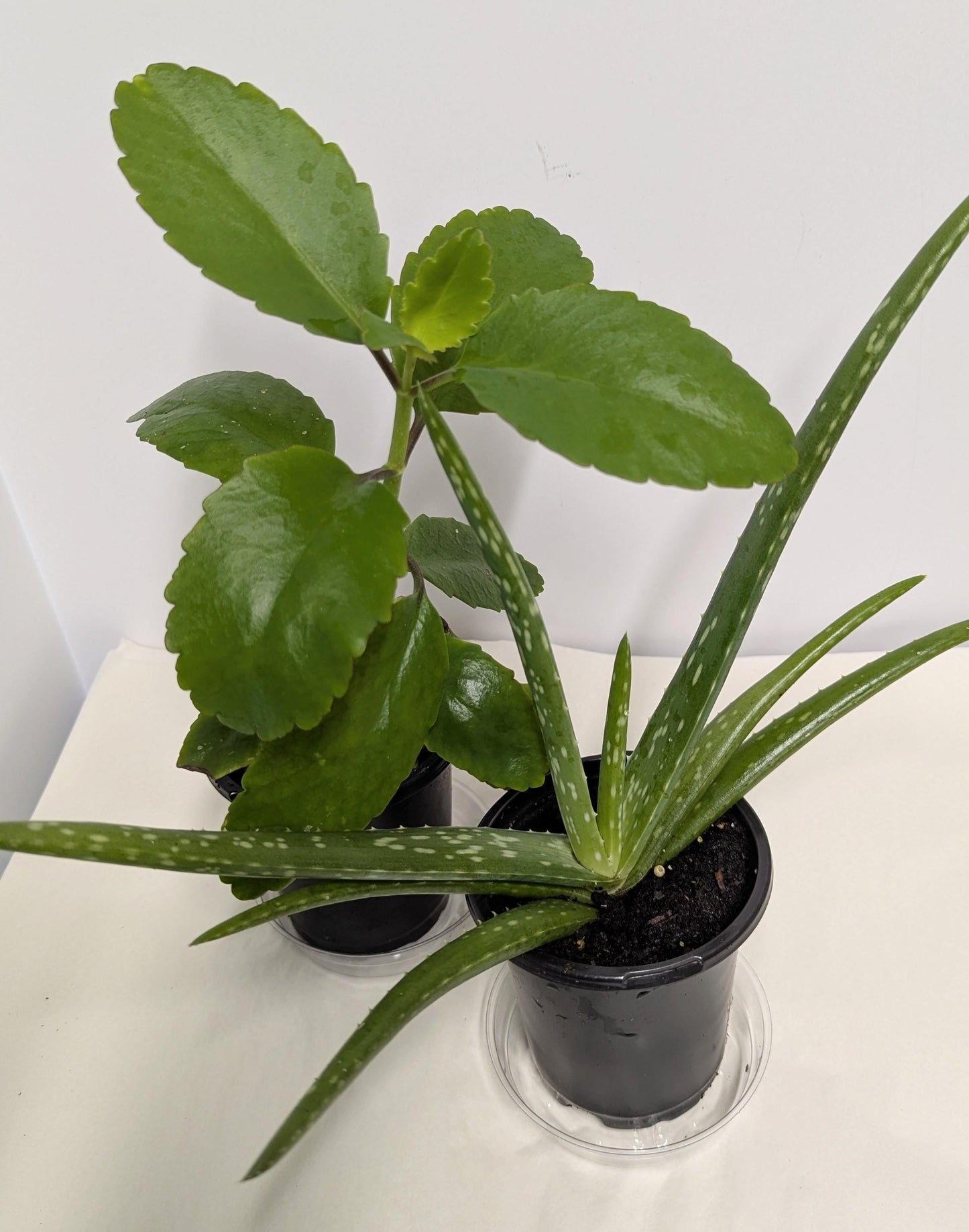 Organic Kalanchoe pinnata & Aloe Plant Duo - 4 Inch Pot