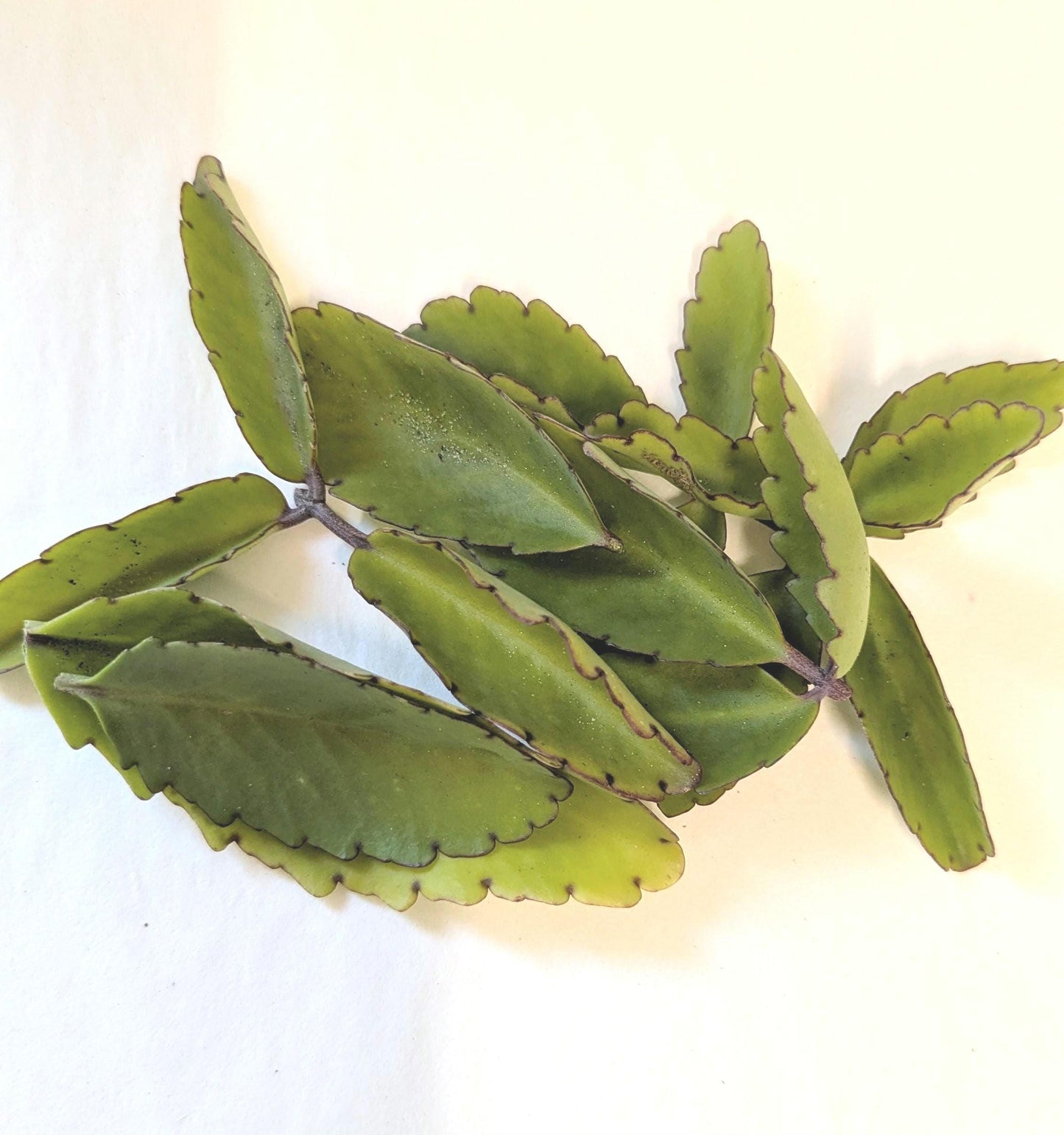 Five Organic Kalanchoe Pinnata Leaves: Medicinal Plant Cuttings