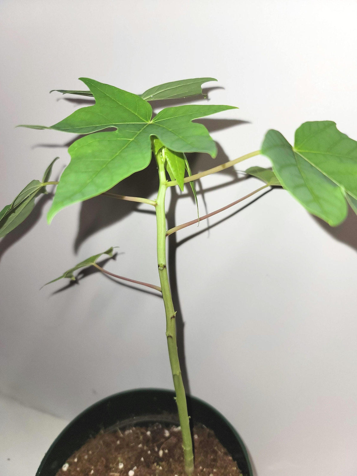 Chaya Plant Cutting: Rooted cuttings ship in a 2.5 inch pot.