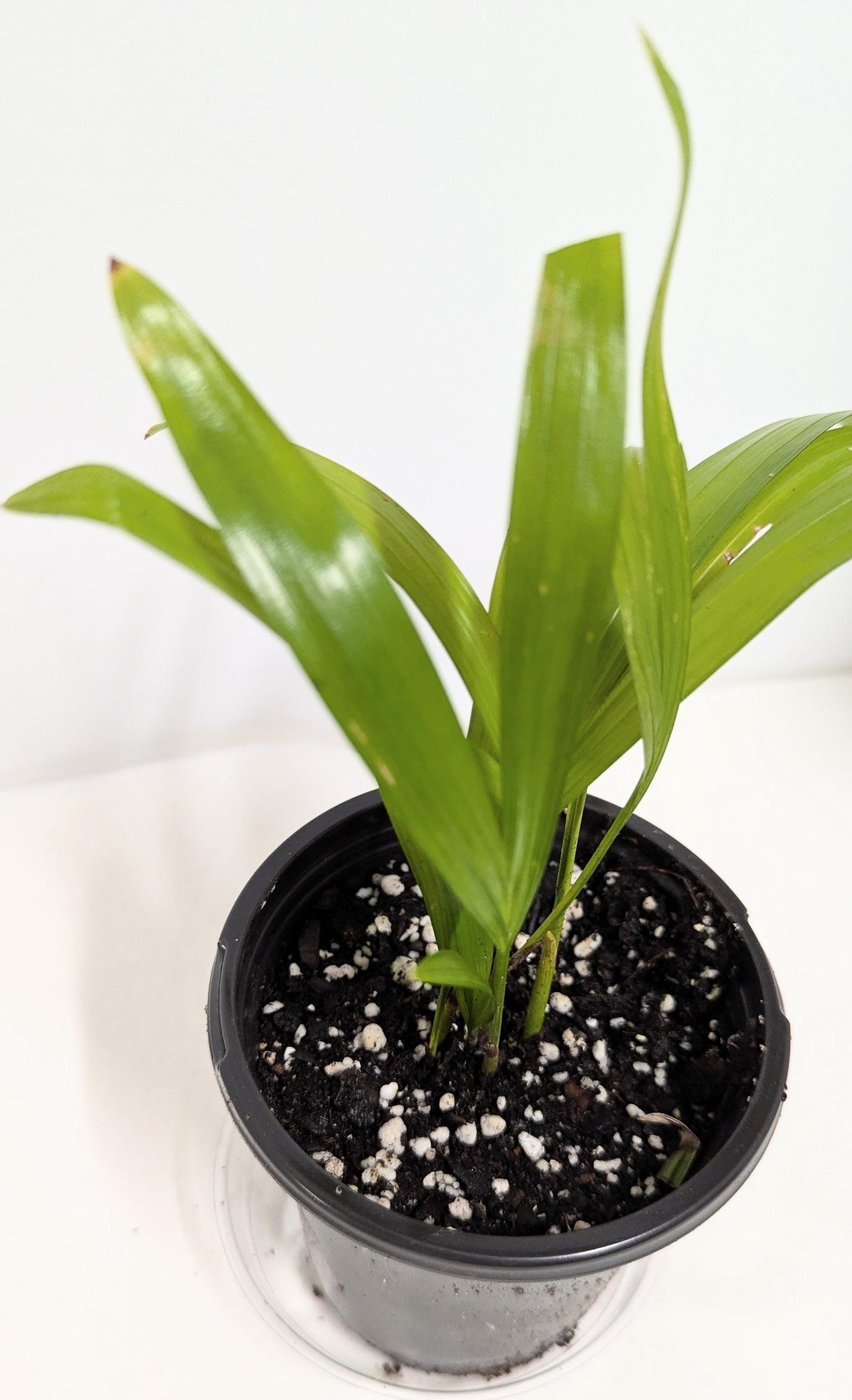 Organic Rooted Cuttings: Philodendron, Pothos, Areca - Houseplant Collection. No CA and AZ shipping, sorry.