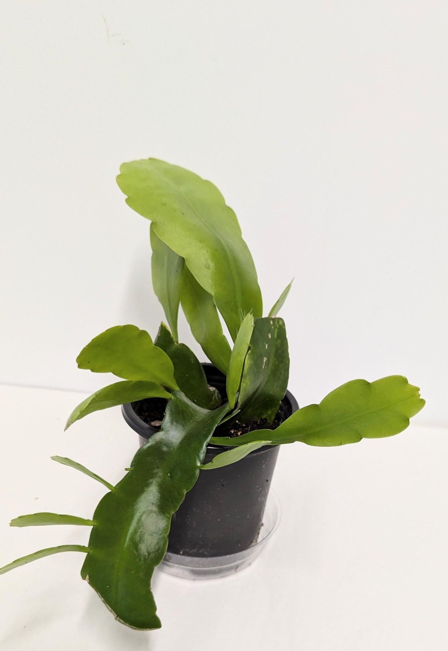 Organic Rooted Cuttings: Philodendron, Pothos, Areca - Houseplant Collection. No CA and AZ shipping, sorry.
