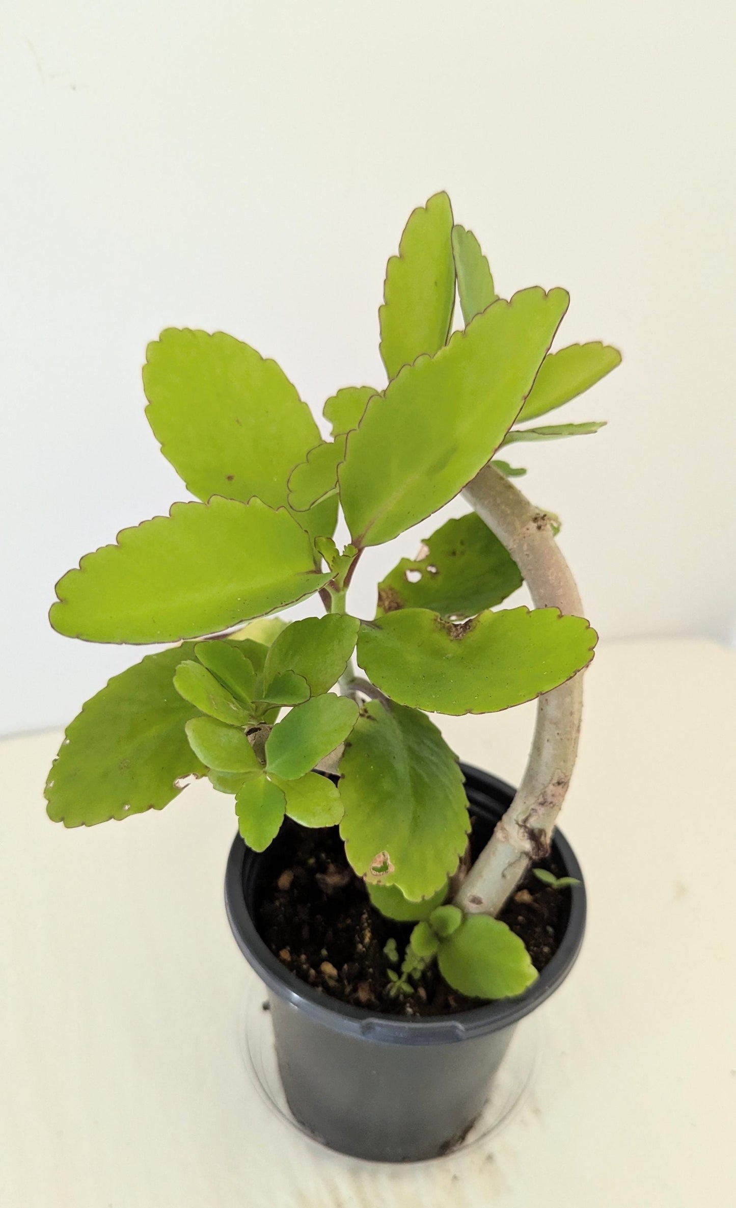 Five Organic Kalanchoe Pinnata Leaves: Medicinal Plant Cuttings