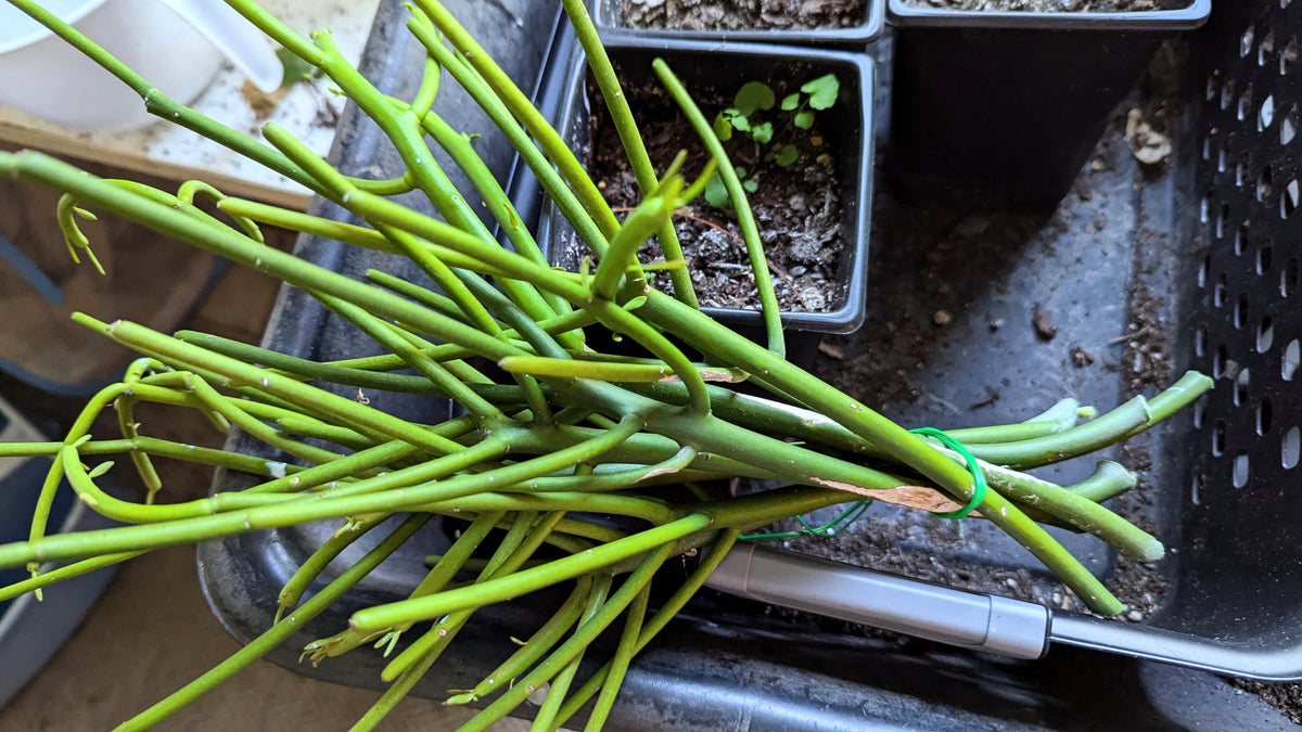Organic Rooted Cuttings: Philodendron, Pothos, Areca - Houseplant Collection. No CA and AZ shipping, sorry.
