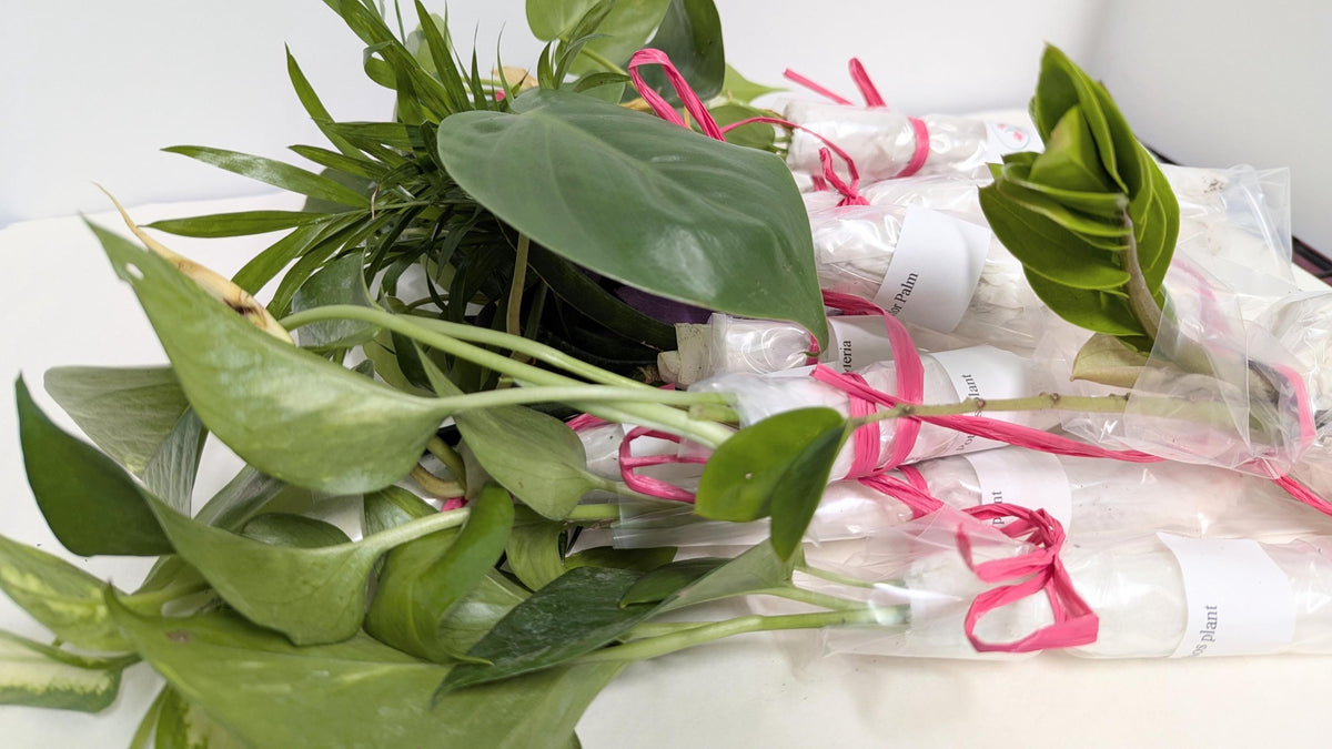 Organic Houseplant bare rooted plants Collection: Home Garden Plants. No CA shipping sorry.