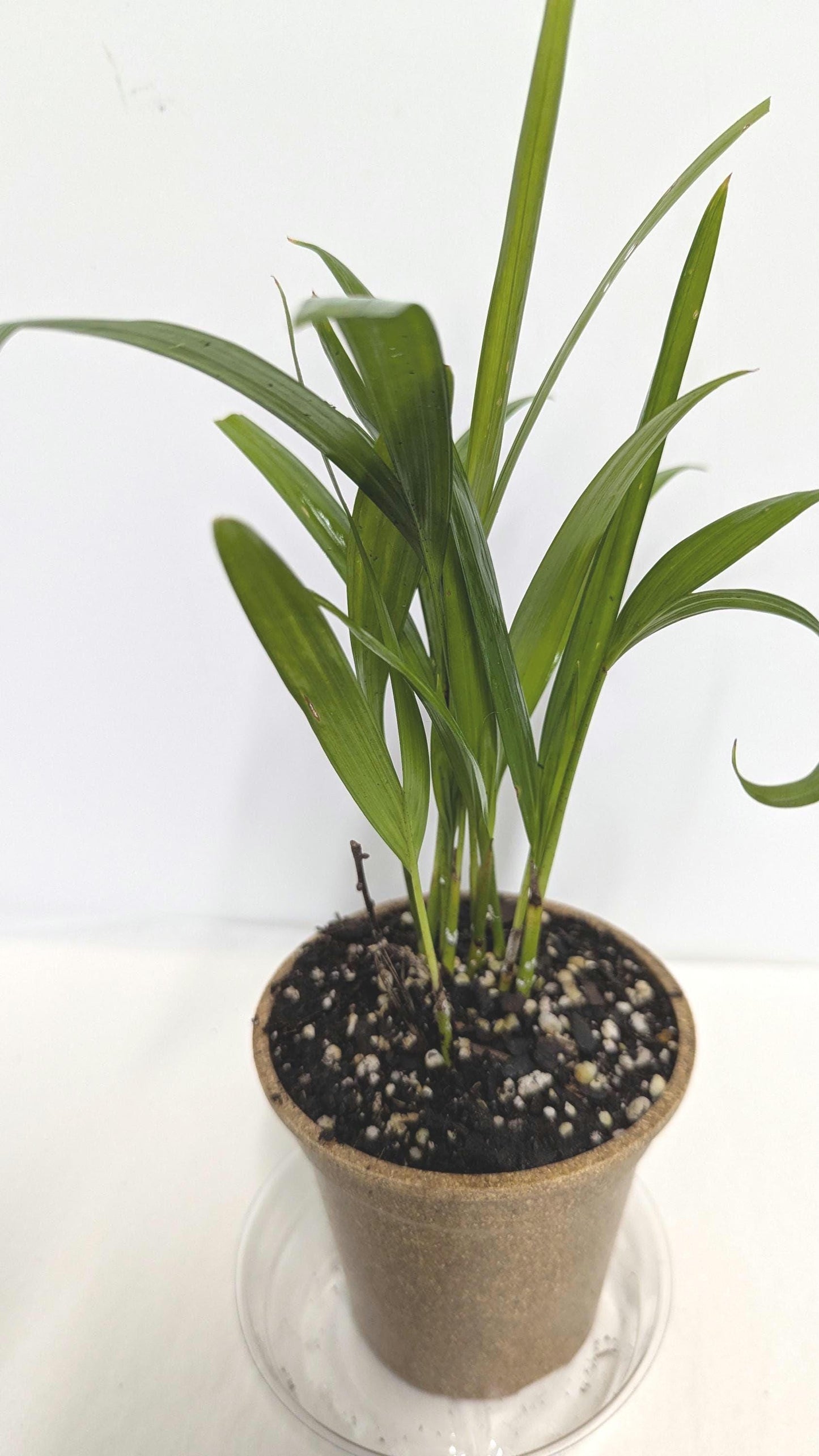 Organic Rooted Cuttings: Philodendron, Pothos, Areca - Houseplant Collection. No CA and AZ shipping, sorry.