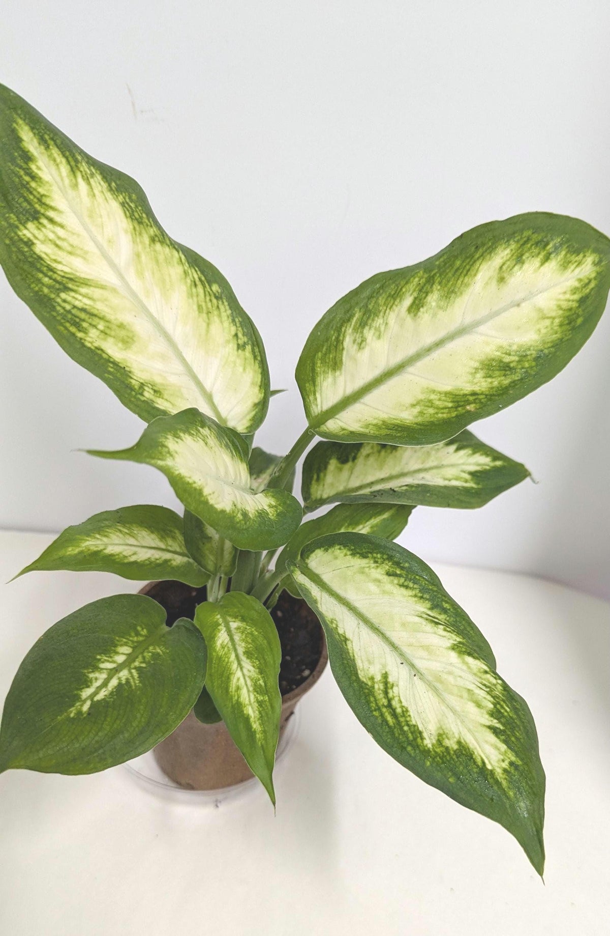 Organic Rooted Cuttings: Philodendron, Pothos, Areca - Houseplant Collection. No CA and AZ shipping, sorry.
