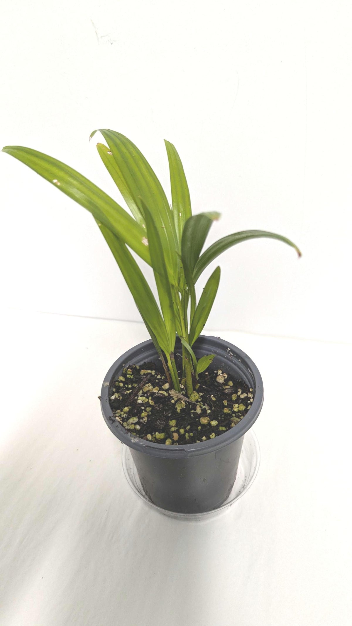 Organic Areca Palm Seedling: Air Filtering Houseplant (2 inch pot). No shipping to CA.