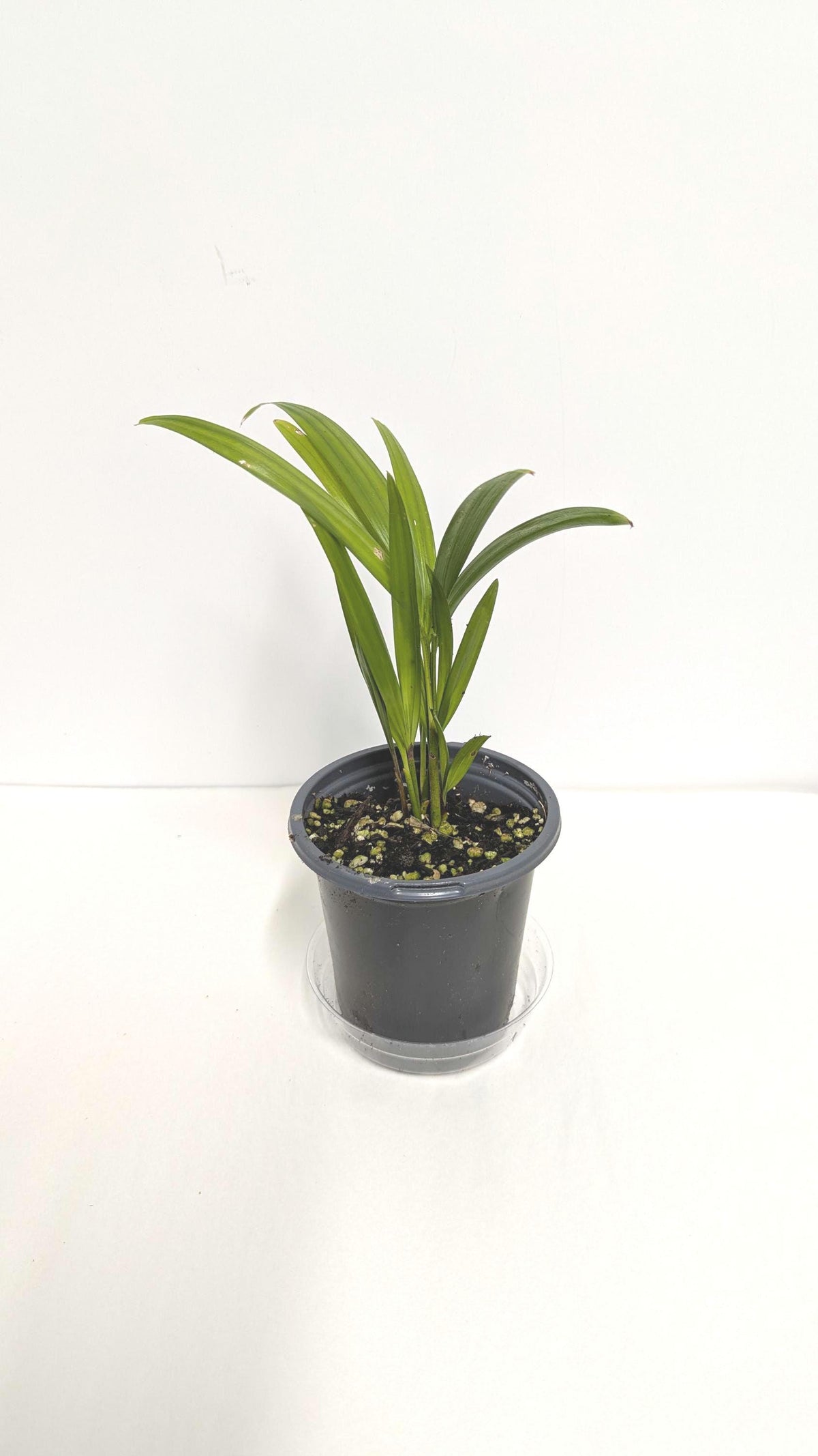 Organic Areca Palm Seedling: Air Filtering Houseplant (2 inch pot). No shipping to CA.