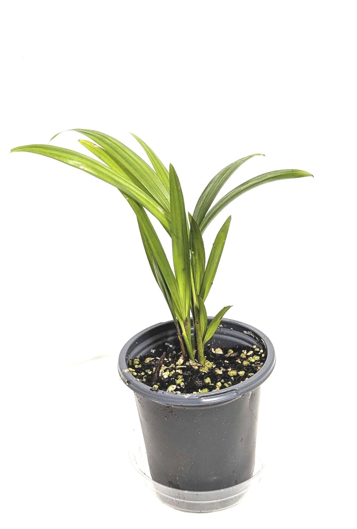 Organic Areca Palm Seedling: Air Filtering Houseplant (2 inch pot). No shipping to CA.