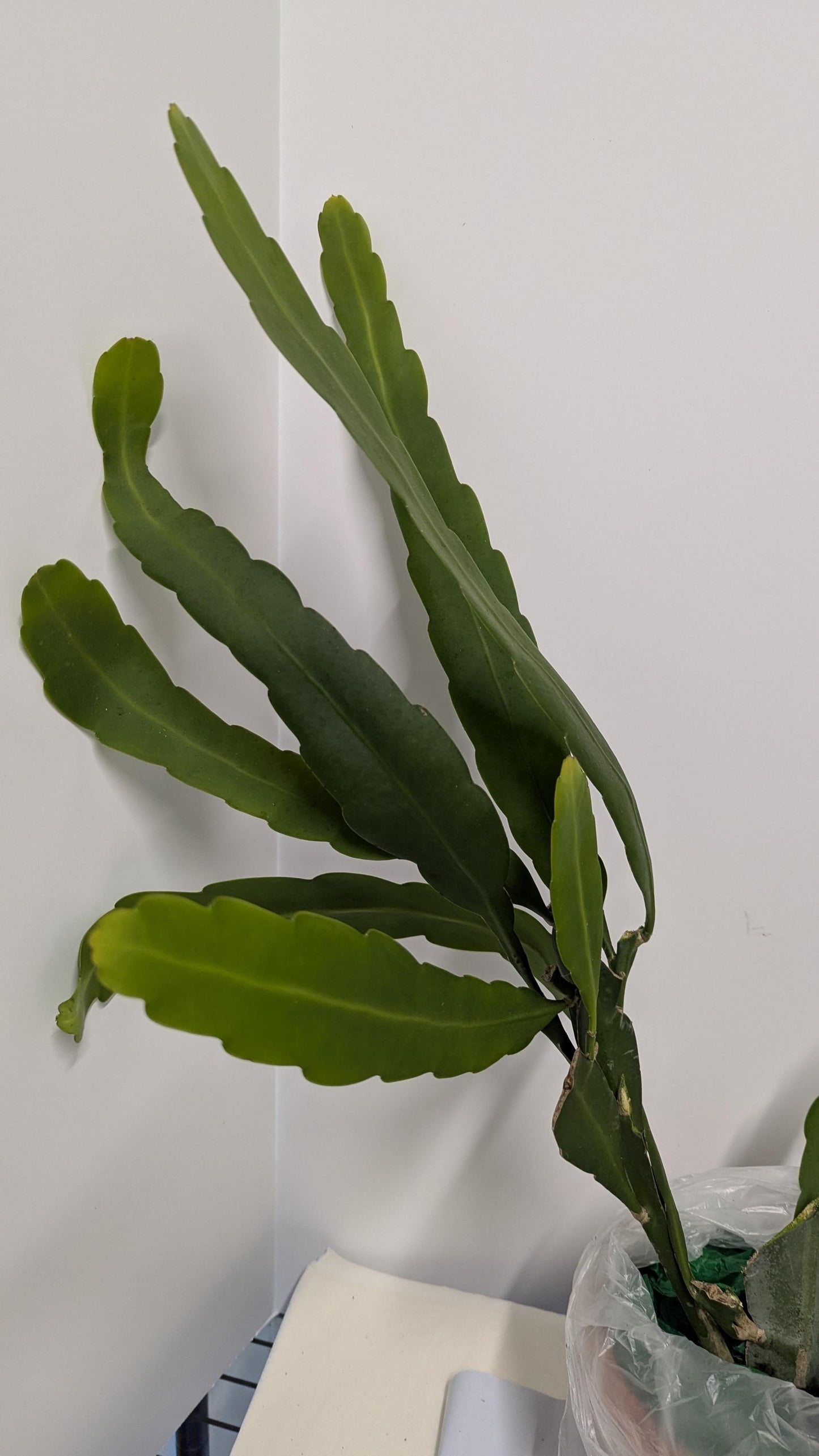 Cereus Queen of the night  unrooted cutting with Care guide and plant food.