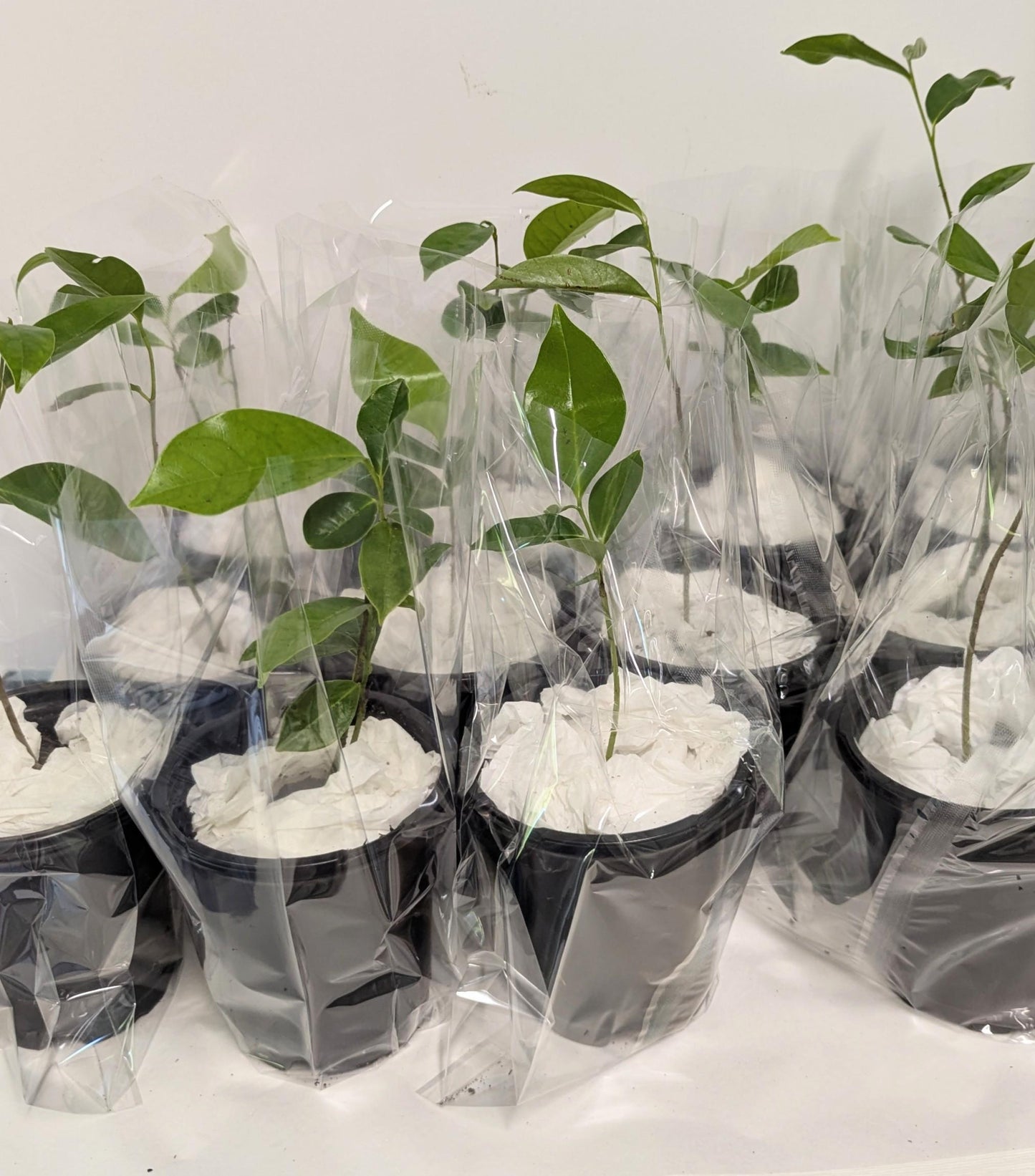 Organic Soursop Tree Seedling  Medicinal Fruit Tree Plant (2.5" Pot)