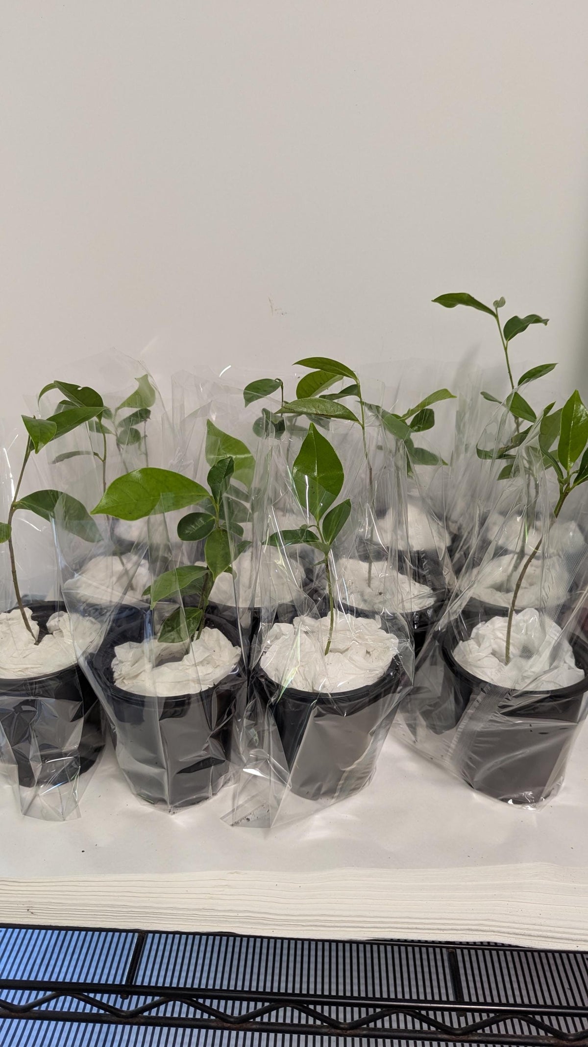 Organic Soursop Tree Seedling  Medicinal Fruit Tree Plant (2.5" Pot)