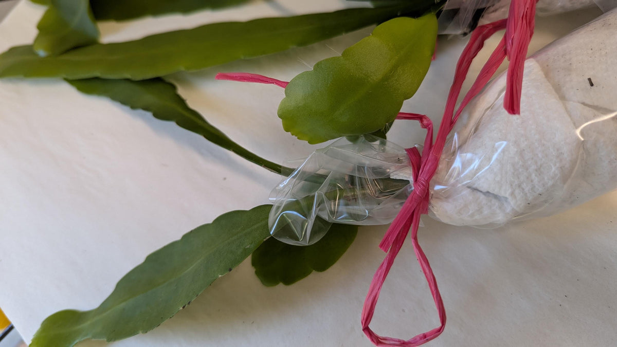 Cereus Queen of the night  unrooted cutting with Care guide and plant food.