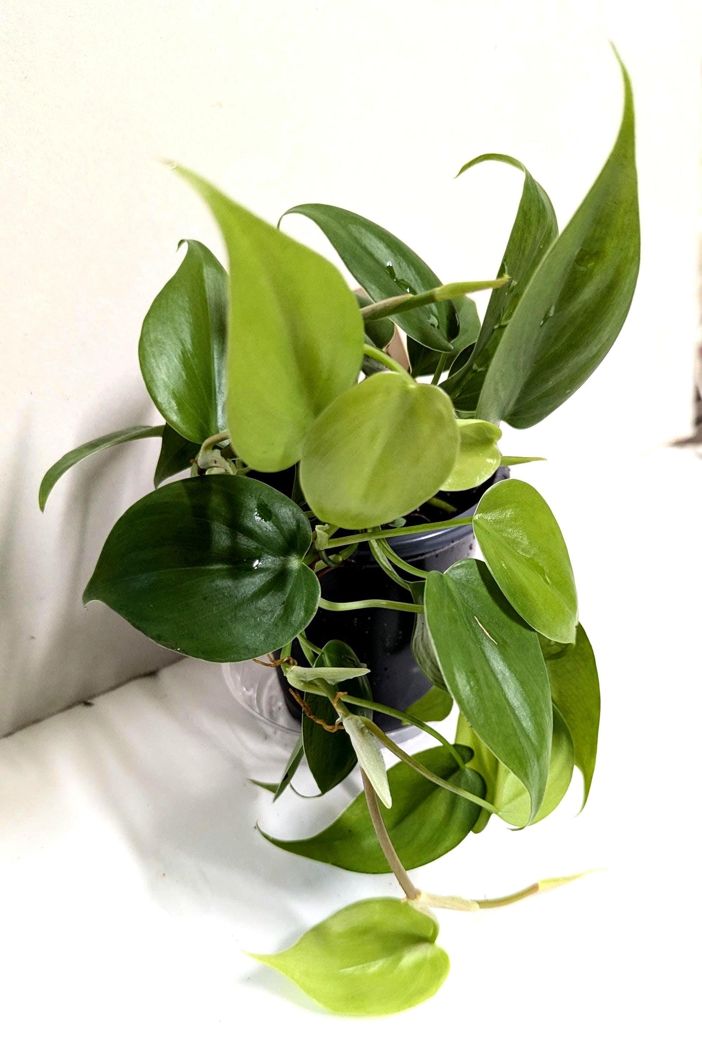 Organic Rooted Cuttings: Philodendron, Pothos, Areca - Houseplant Collection. No CA and AZ shipping, sorry.