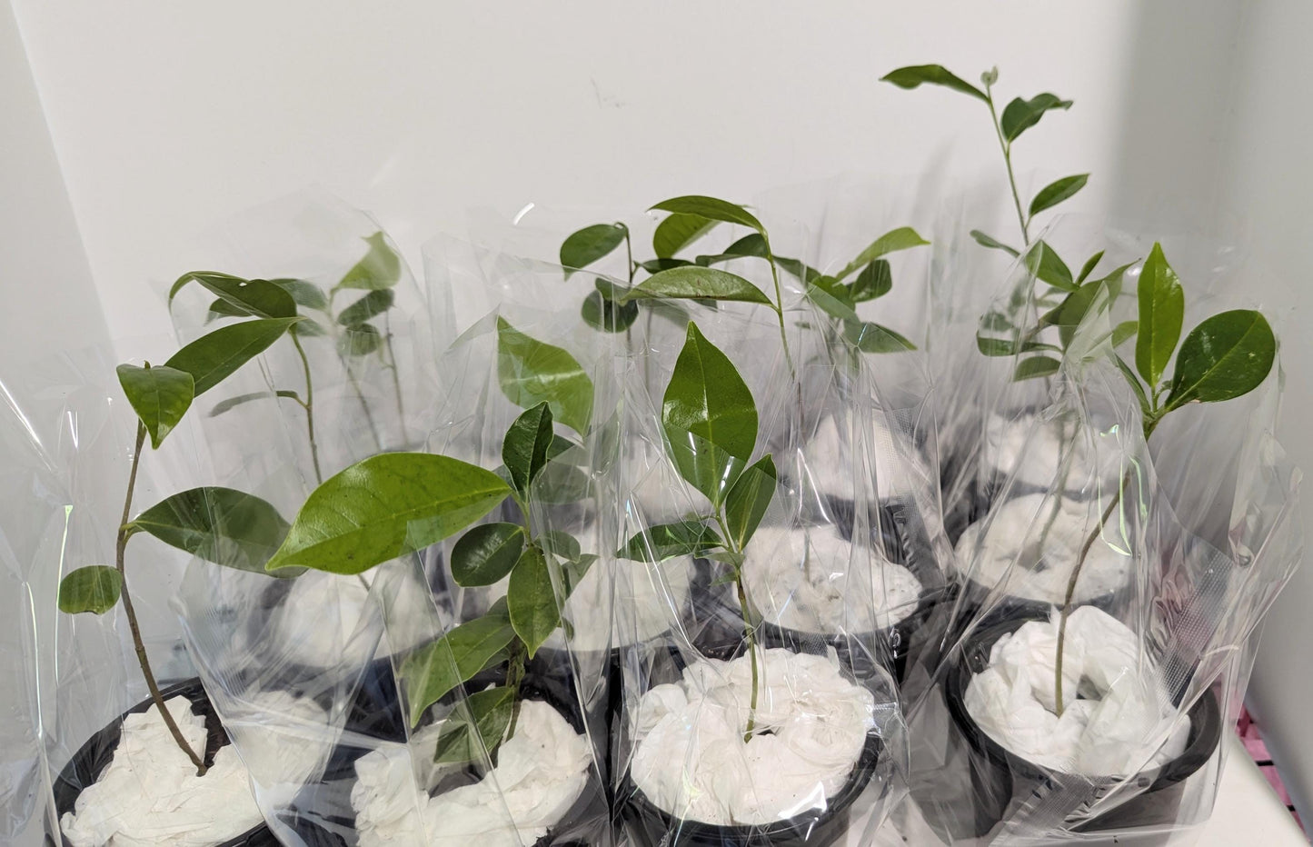 Organic Soursop Tree Seedling  Medicinal Fruit Tree Plant (2.5" Pot)