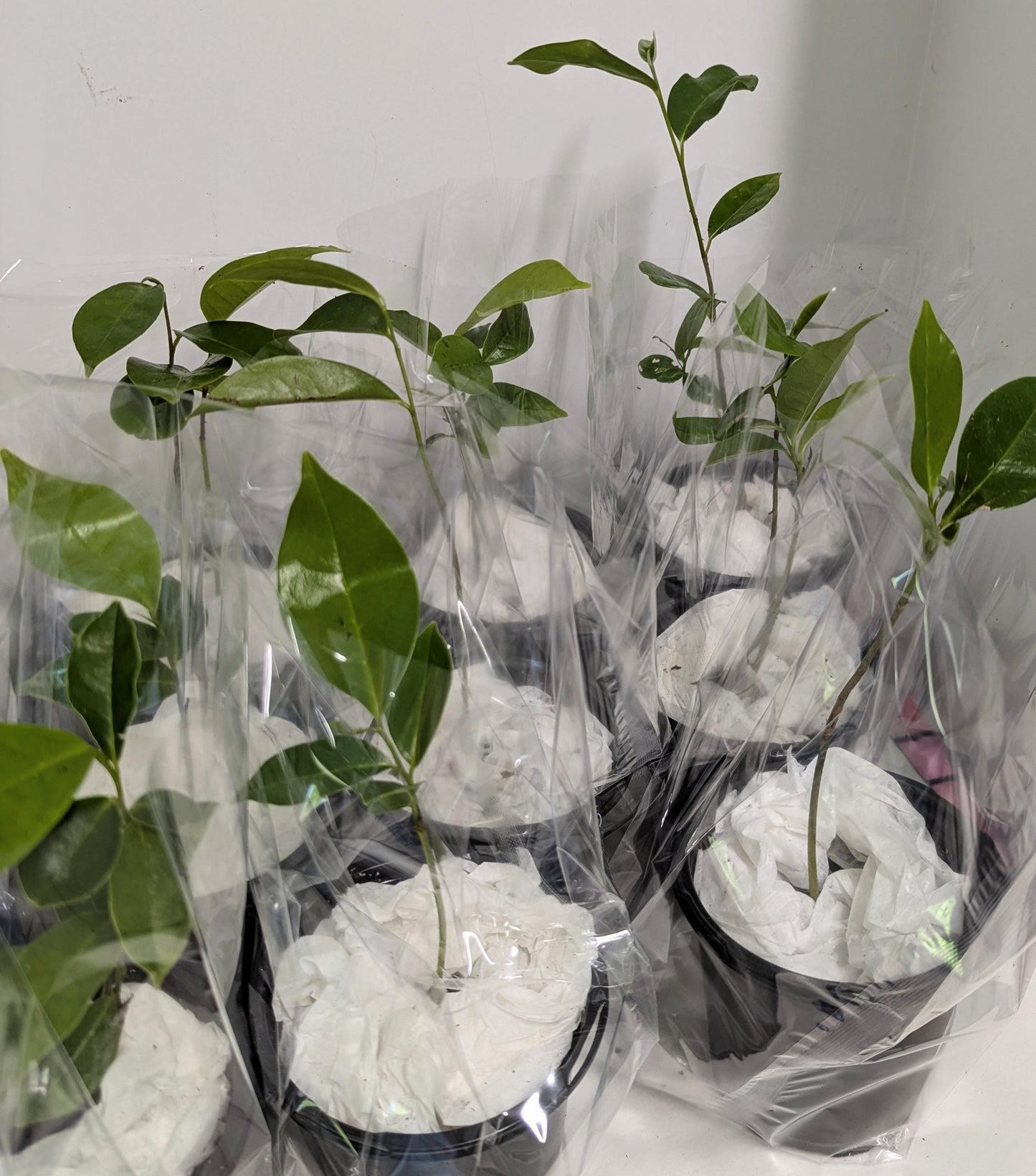Organic Soursop Tree Seedling  Medicinal Fruit Tree Plant (2.5" Pot)