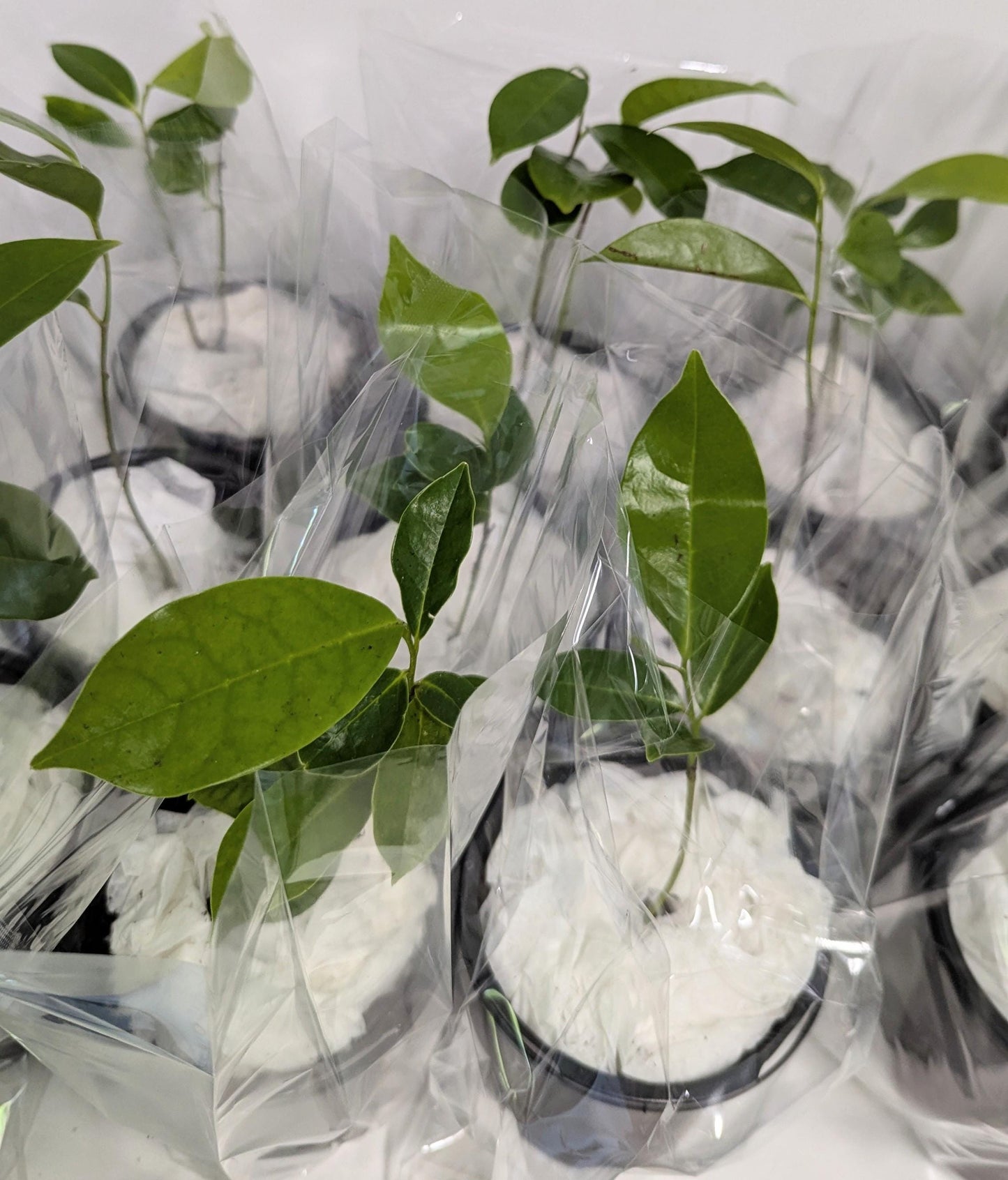 Soursop Tree Seeds  Grow Indoors or Garden, Health Benefits.Seed planting guide.