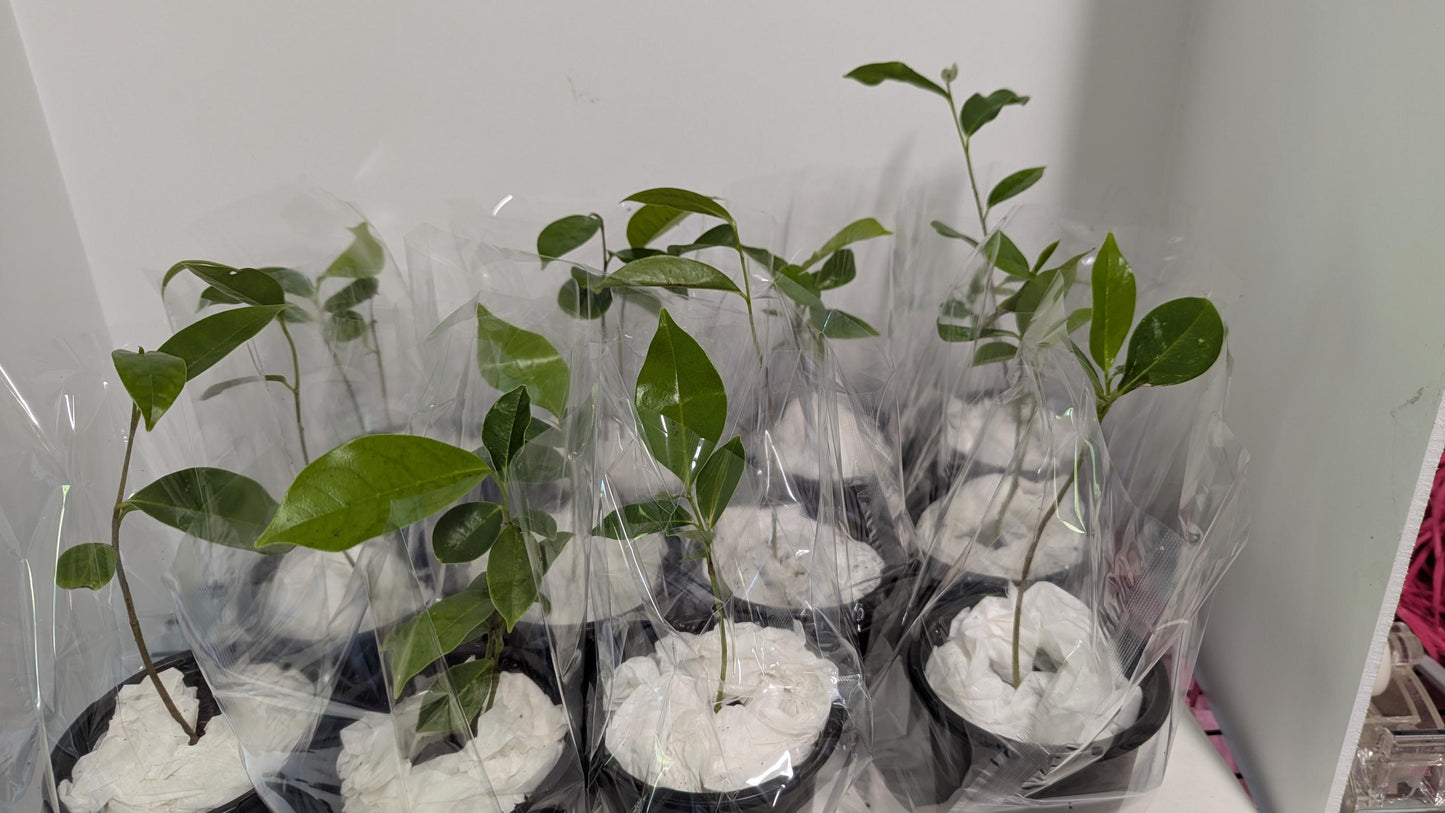 Organic Soursop Tree Seedling  Medicinal Fruit Tree Plant (2.5" Pot)