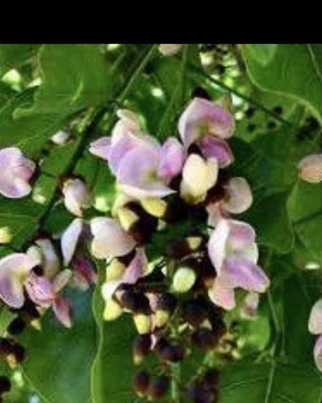 A healthy young Indian Beech Tree Seedling: Pongamia pinnata - Purple Flowers