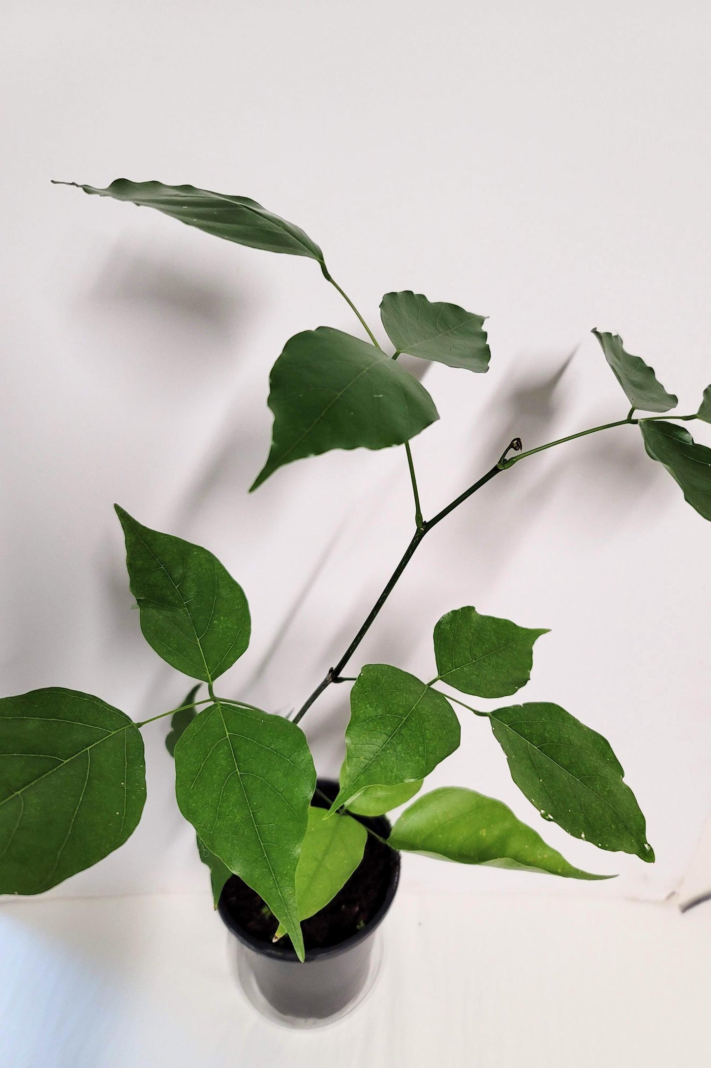 A healthy young Indian Beech Tree Seedling: Pongamia pinnata - Purple Flowers