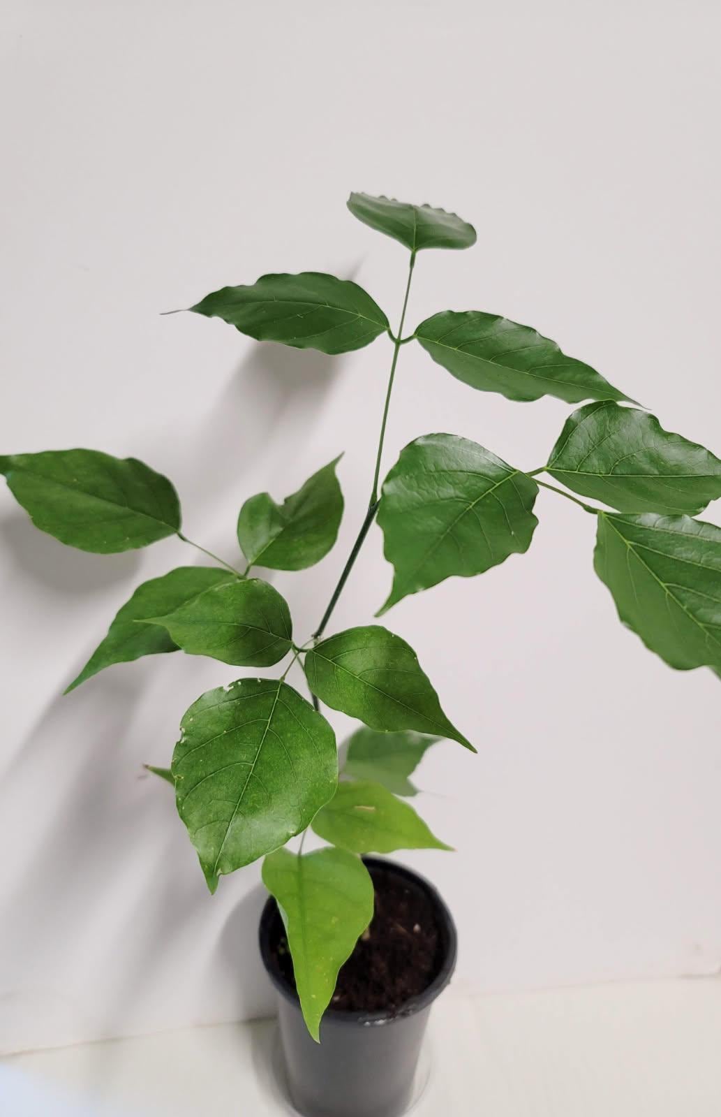 A healthy young Indian Beech Tree Seedling: Pongamia pinnata - Purple Flowers