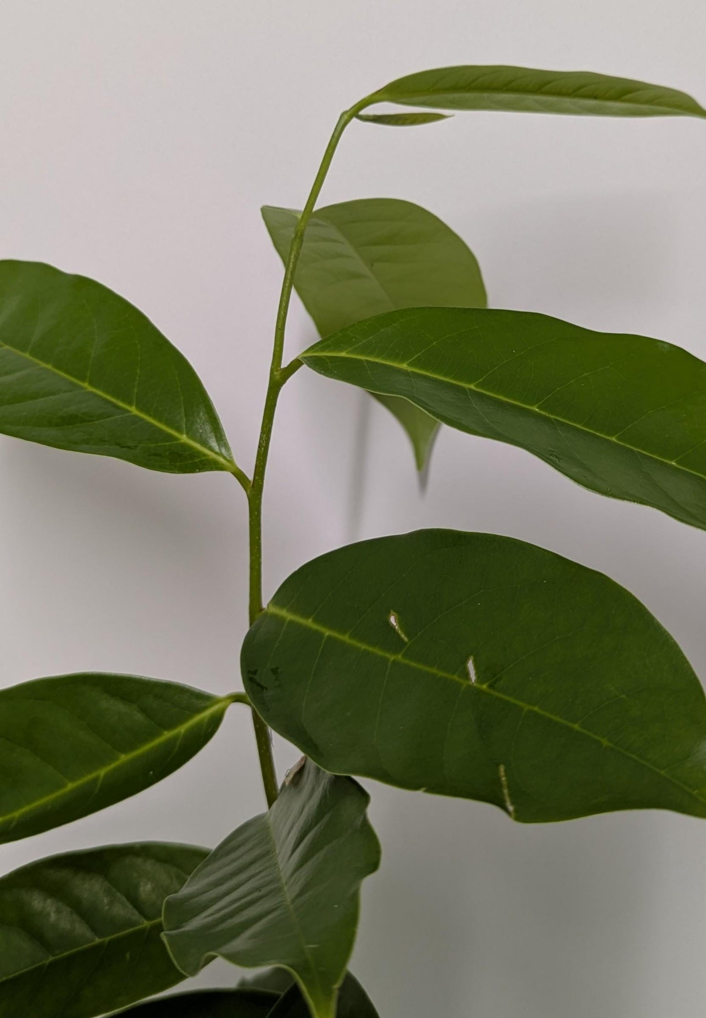 Soursop Tree in a 2.5" pot - Plant Food & Care Sheet Included