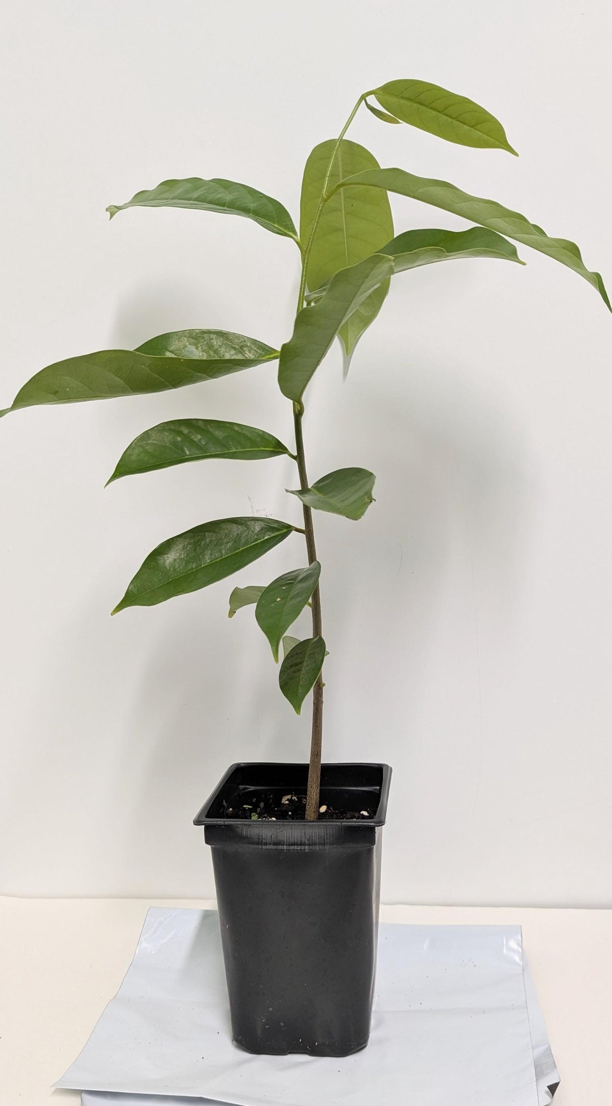 Soursop Tree in a 2.5" pot - Plant Food & Care Sheet Included