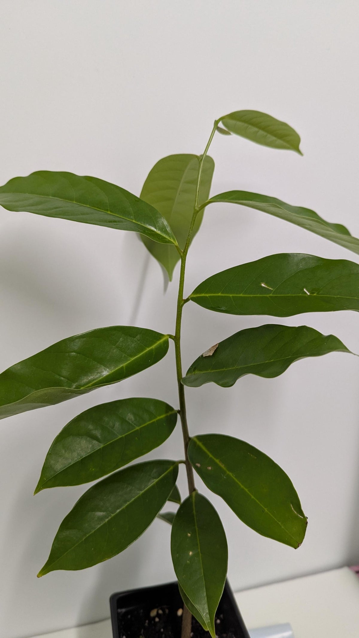 Soursop Tree in a 2.5" pot - Plant Food & Care Sheet Included