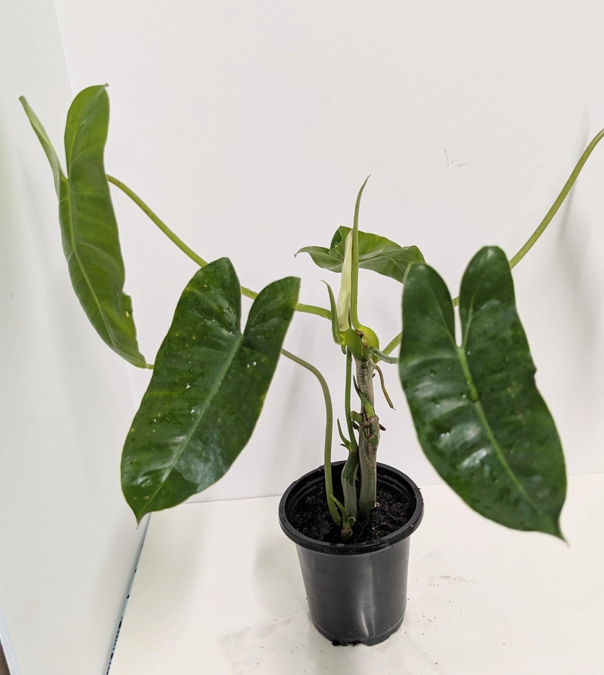Philodendron Erubescens Burle Marx Cutting, Climbing Vining Plant (Includes Pot, Tray, Care Sheet)