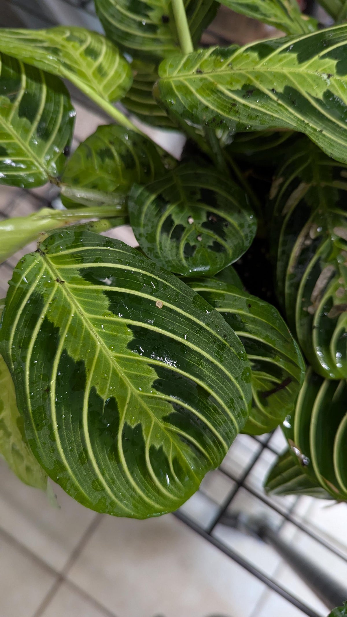 Prayer Plant Cutting: Maranta Leuconeura with Plant Food & Care Notes