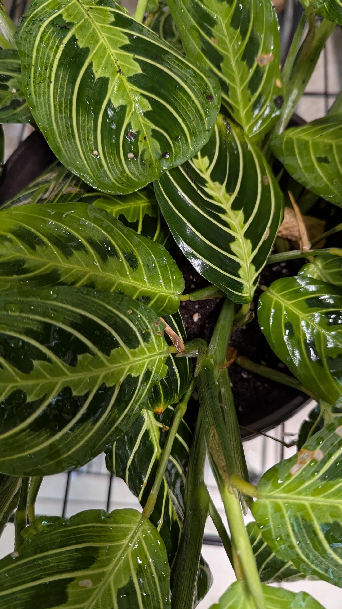 Prayer Plant Cutting: Maranta Leuconeura with Plant Food & Care Notes