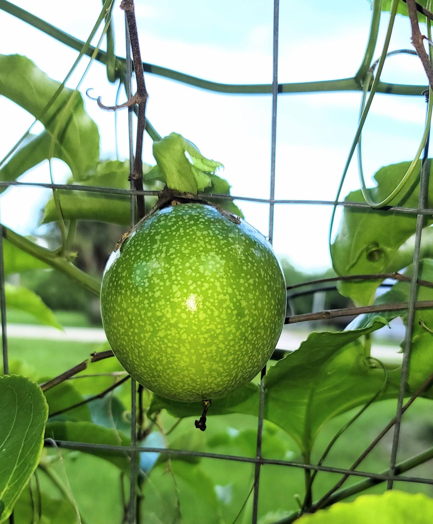 Organic Passion Fruit Vine Cutting: Hardy Mature Plant Ready to Root (4" Pot)