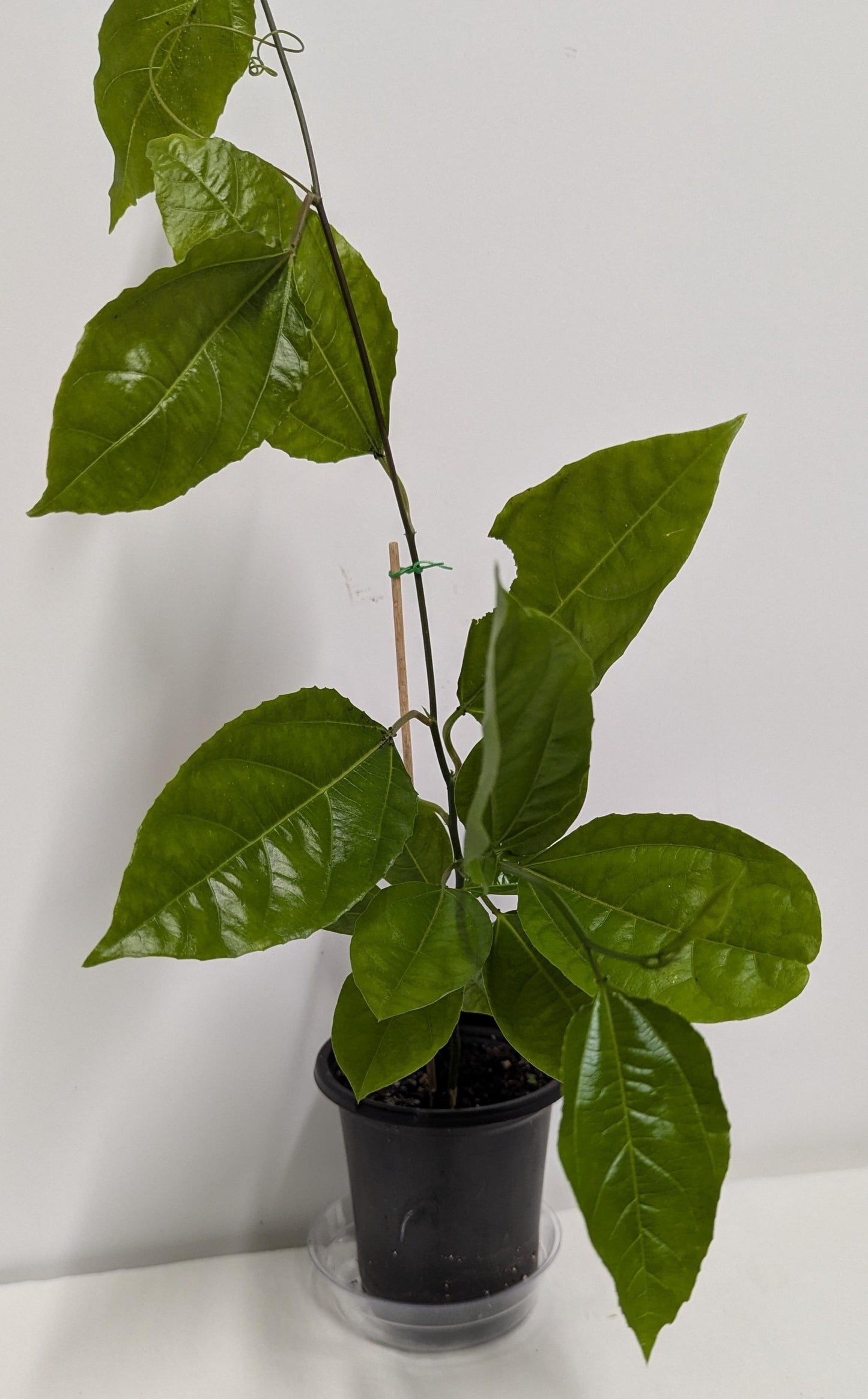 Organic Passion Fruit Vine Cutting: Hardy Mature Plant Ready to Root (4" Pot)