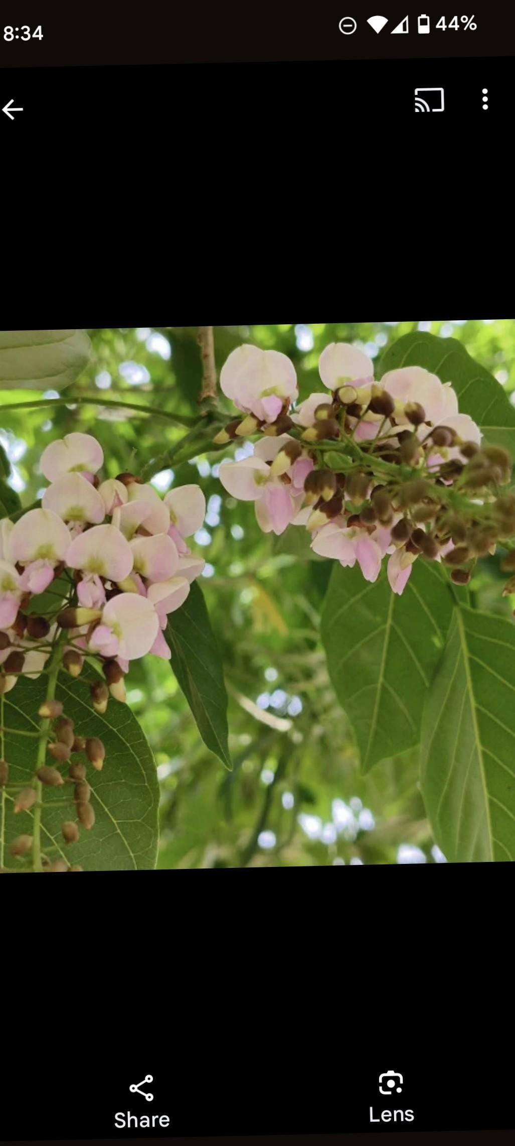 A healthy young Indian Beech Tree Seedling: Pongamia pinnata - Purple Flowers