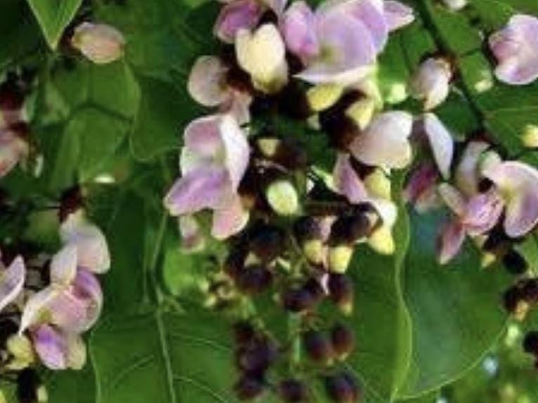 A healthy young Indian Beech Tree Seedling: Pongamia pinnata - Purple Flowers