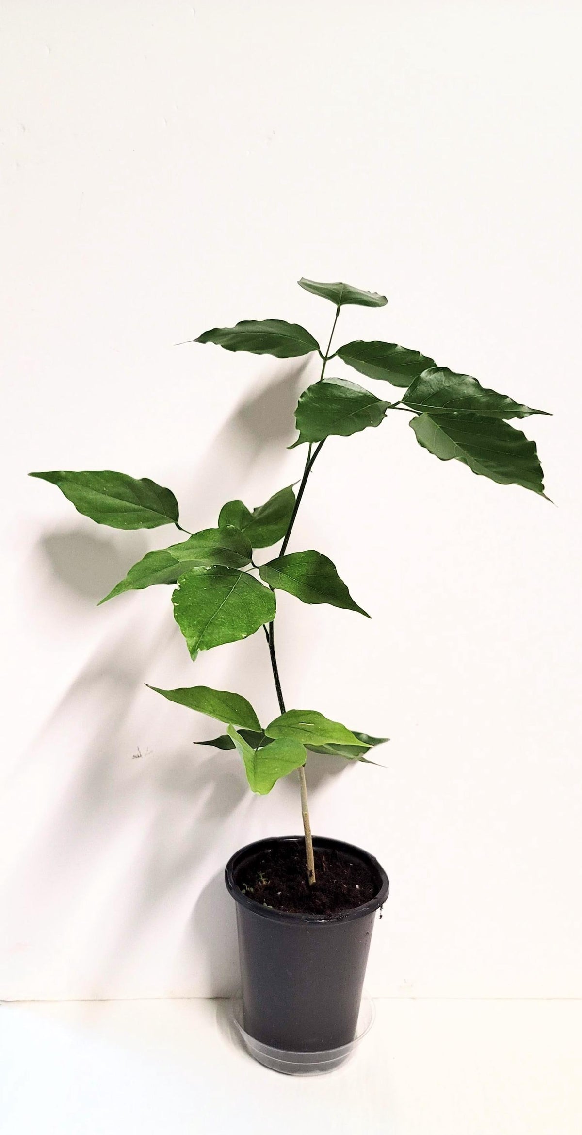 A healthy young Indian Beech Tree Seedling: Pongamia pinnata - Purple Flowers