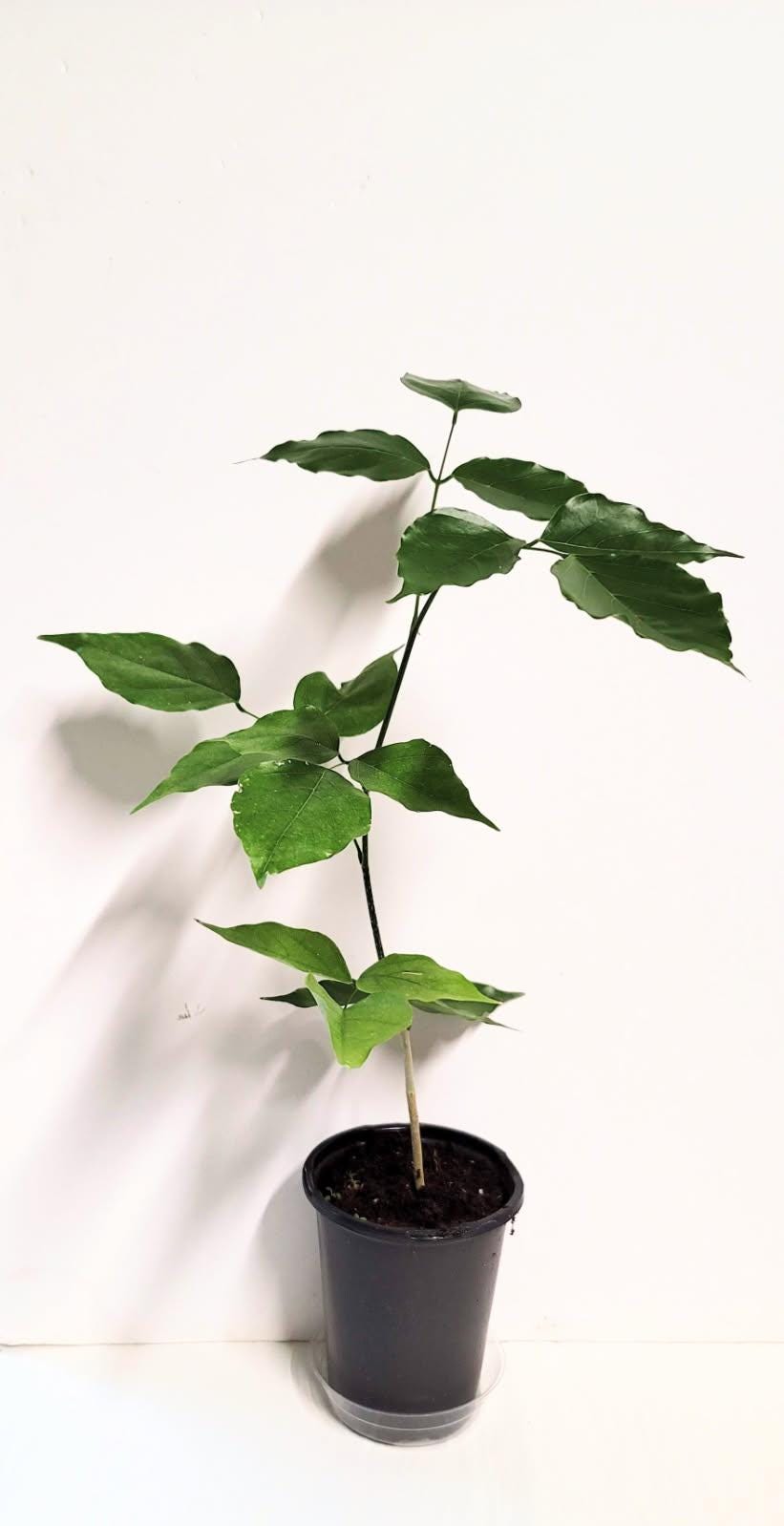 A healthy young Indian Beech Tree Seedling: Pongamia pinnata - Purple Flowers