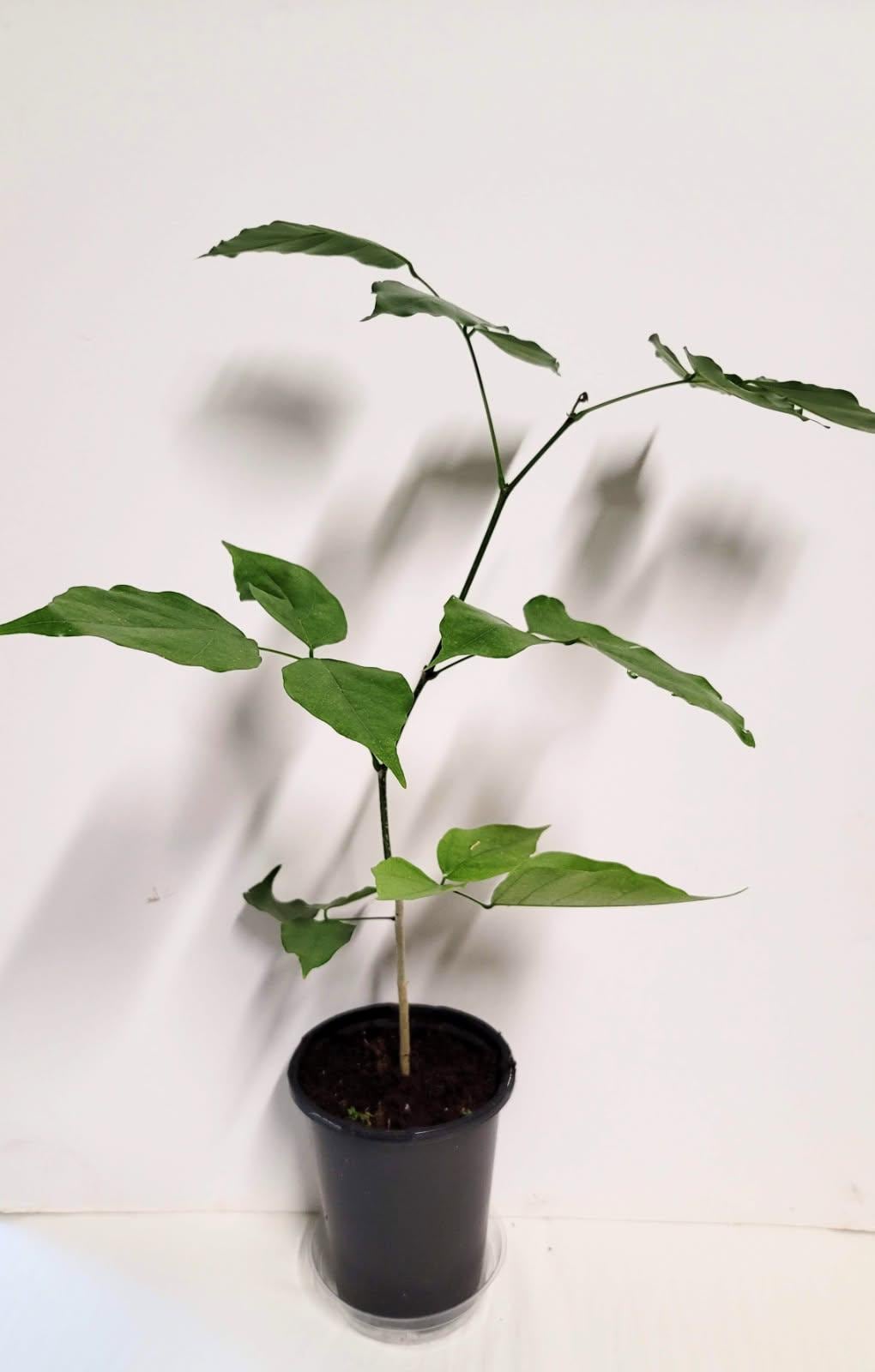 A healthy young Indian Beech Tree Seedling: Pongamia pinnata - Purple Flowers