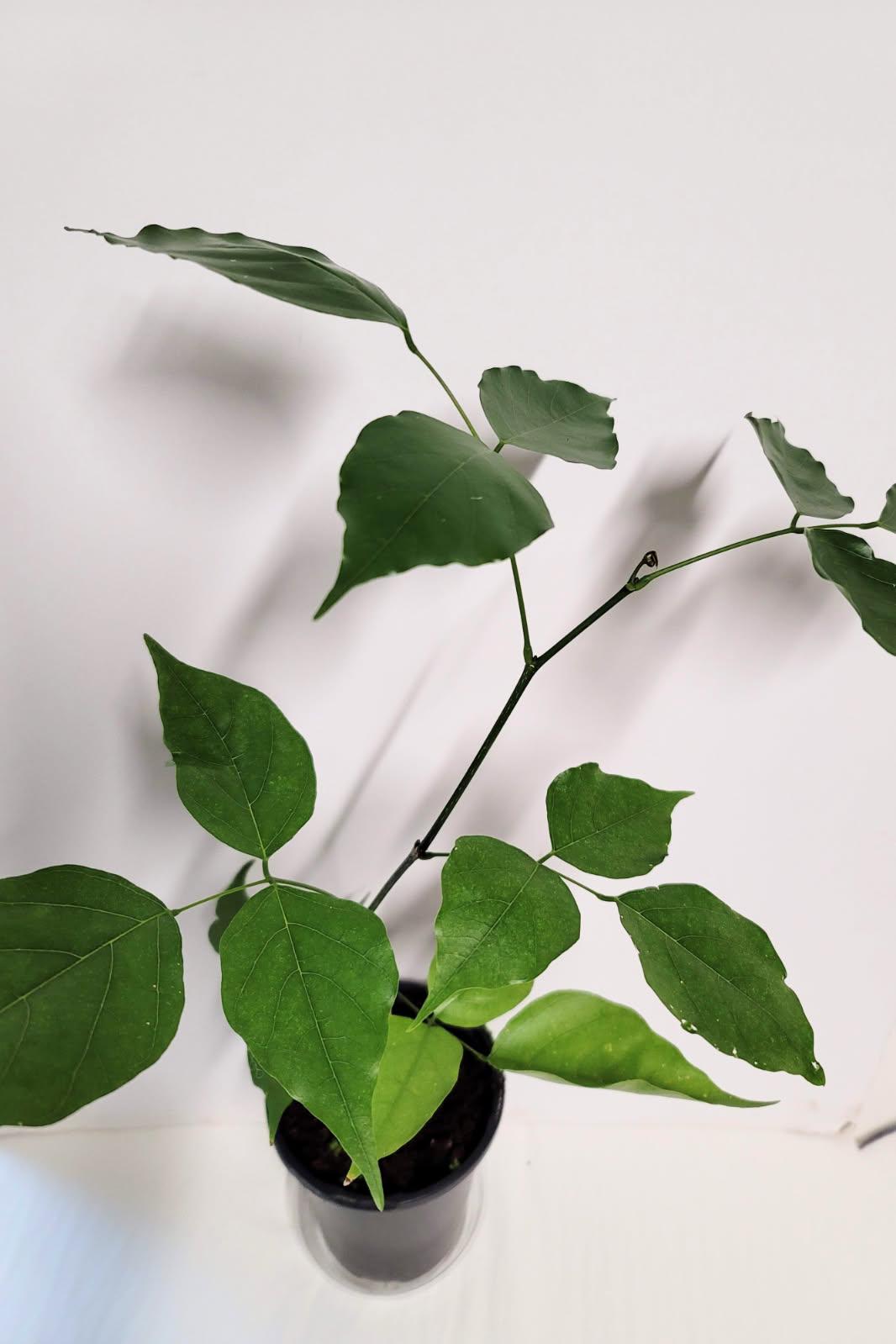 A healthy young Indian Beech Tree Seedling: Pongamia pinnata - Purple Flowers