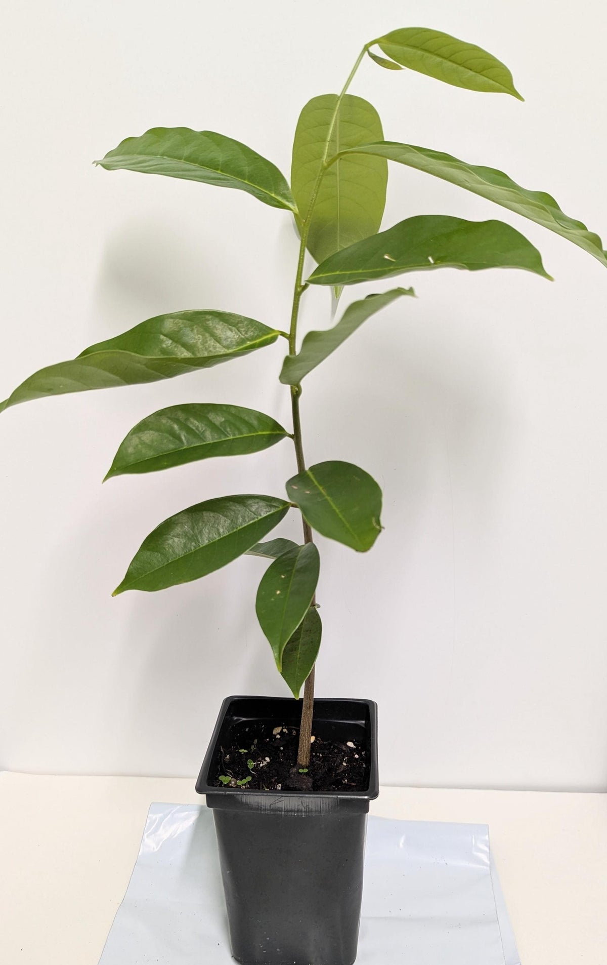 Soursop Tree in a 2.5" pot - Plant Food & Care Sheet Included