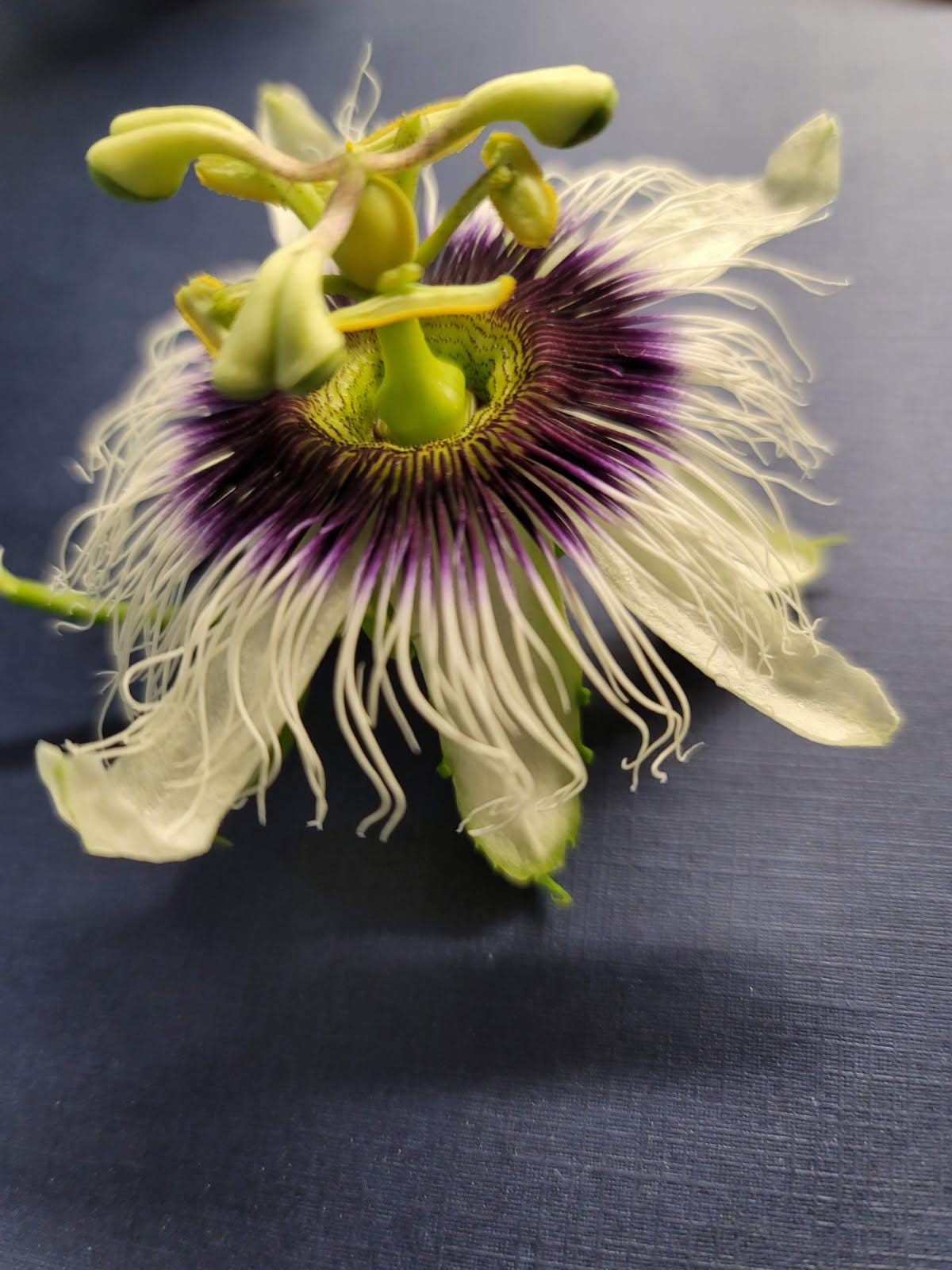Organic Passion Fruit Vine Cutting: Hardy Mature Plant Ready to Root (4" Pot)