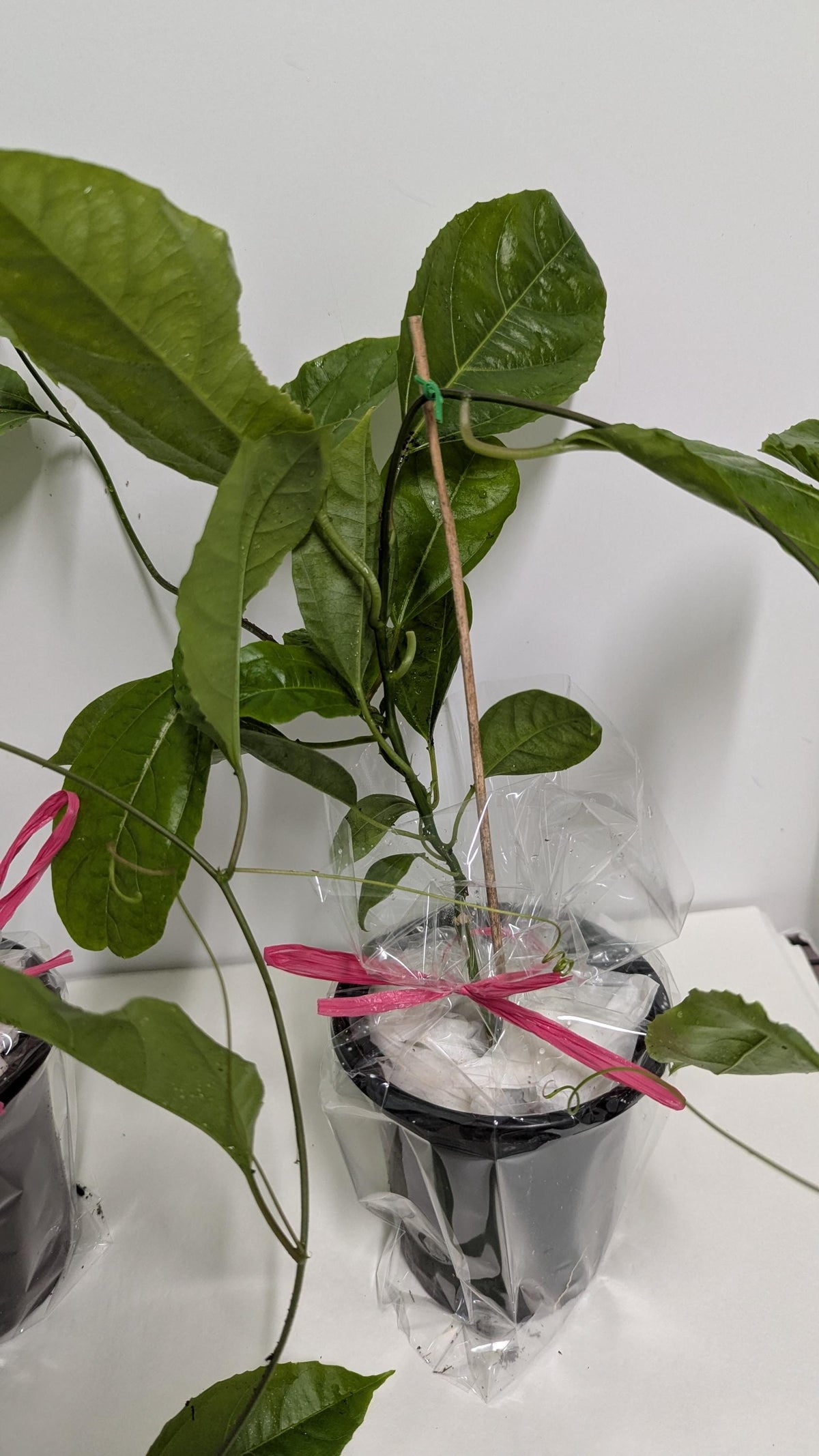 Organic Passion Fruit Vine Cutting: Hardy Mature Plant Ready to Root (4" Pot)