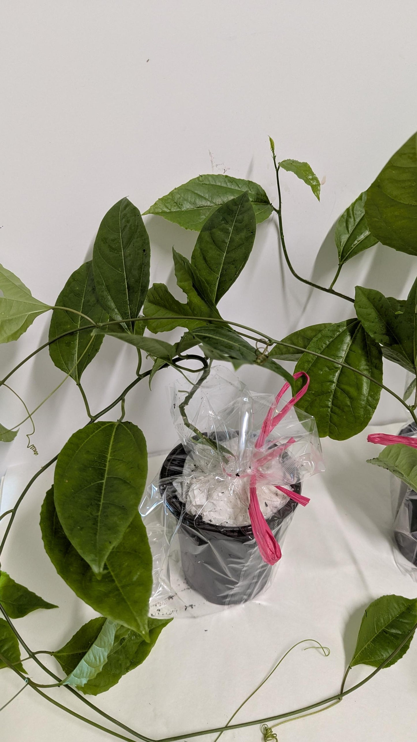 Organic Passion Fruit Vine Cutting: Hardy Mature Plant Ready to Root (4" Pot)