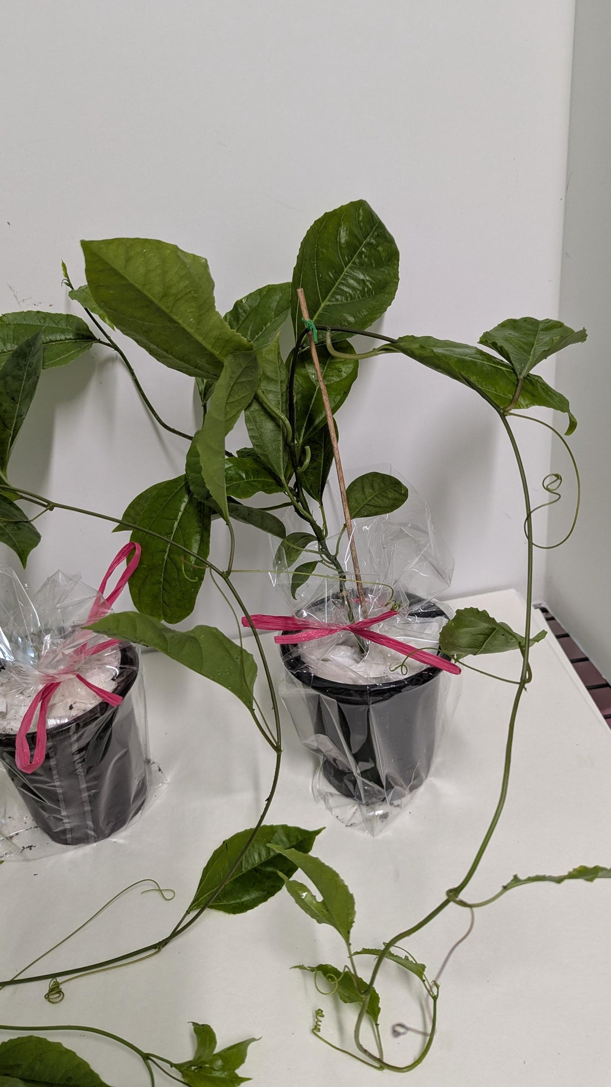Organic Passion Fruit Vine Cutting: Hardy Mature Plant Ready to Root (4" Pot)