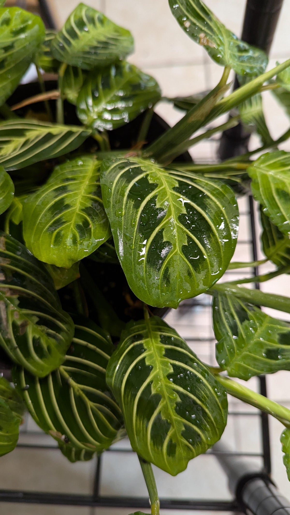 Prayer Plant Cutting: Maranta Leuconeura with Plant Food & Care Notes